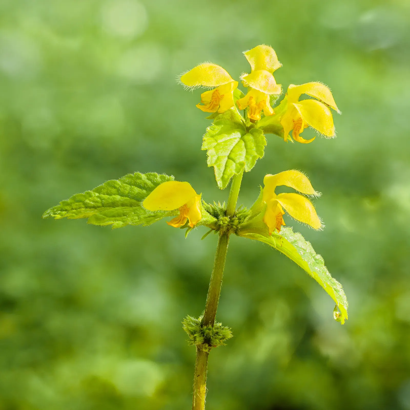 Yellow Archangel (Lamium Galeobdolon) — Its adaptability allows it to perform well in a range of soil types; as it can become invasive in certain, image 134