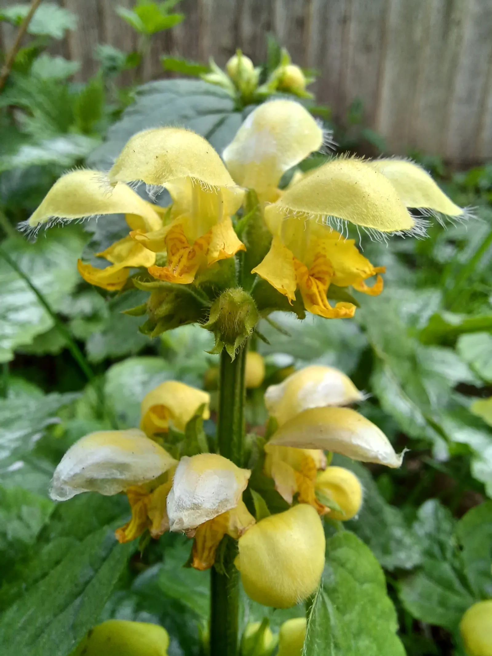Yellow Archangel (Lamium Galeobdolon) — ground cover / perennial with yellow blooms; making it an ideal ground cover, image 137