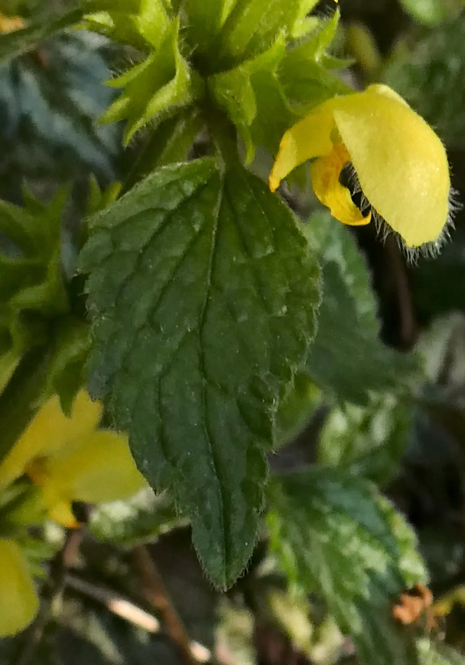 Yellow Archangel (Lamium Galeobdolon) — ground cover / perennial for deep shade or half or shade; ensure the client is aware of its invasive potential