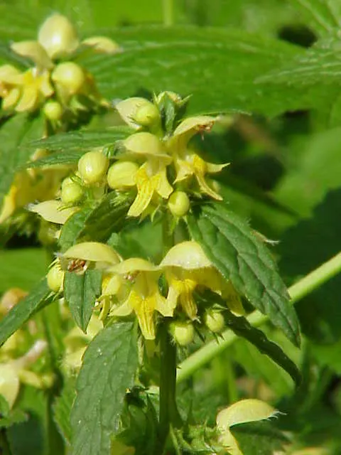 Yellow Archangel (Lamium Galeobdolon) — Yellow Archangel is superb when partnered with ferns; flourishing up to a height of 12-24 inches, image 109