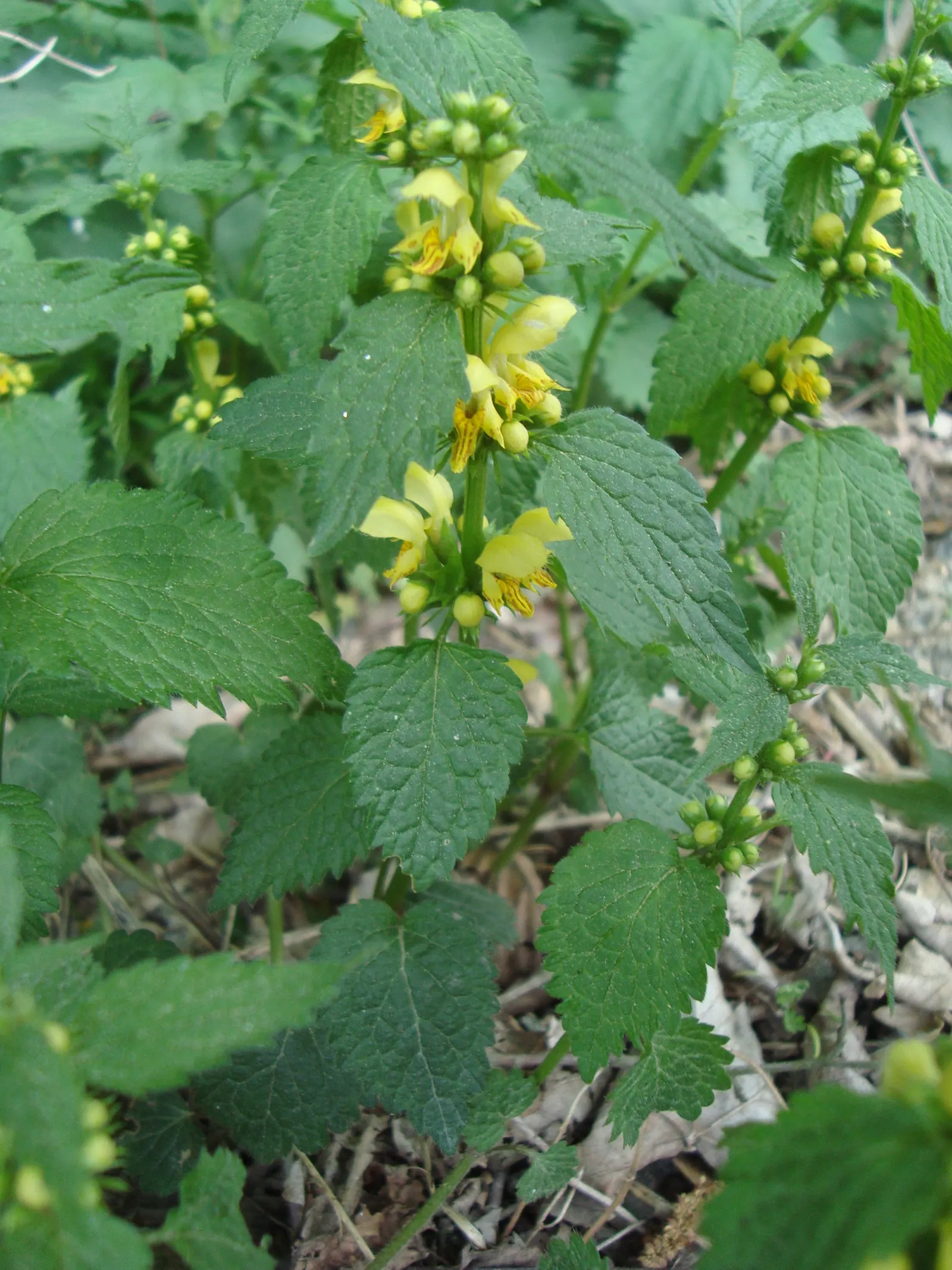 Yellow Archangel (Lamium Galeobdolon) — Thriving in USDA Hardiness Zones 3 through 8; shade-loving perennial renowned for its vibrant foliage and, image 123