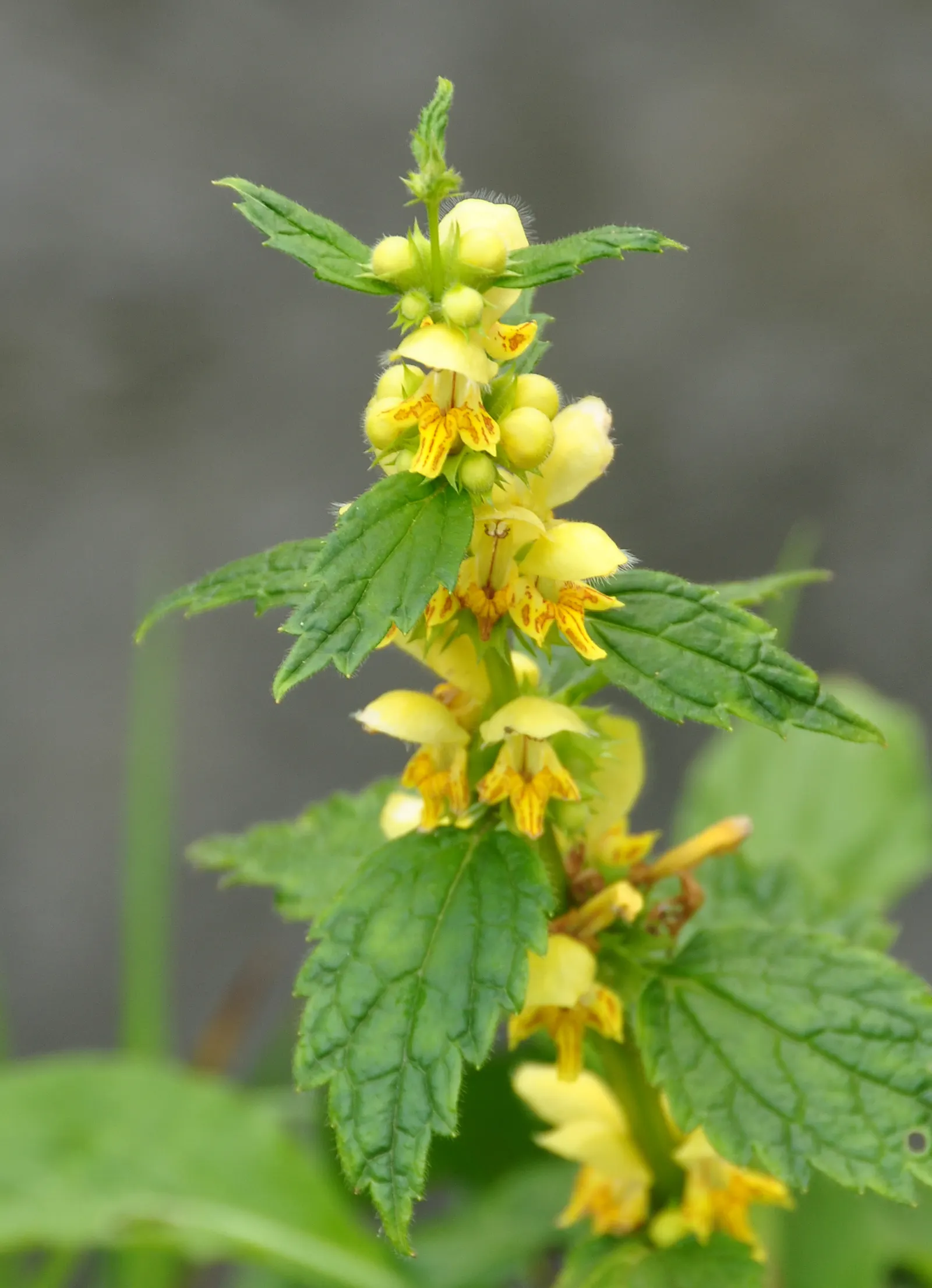 Yellow Archangel (Lamium Galeobdolon) — spreading by both runners and self-seeding; yellow Archangel is superb when partnered with ferns, image 108