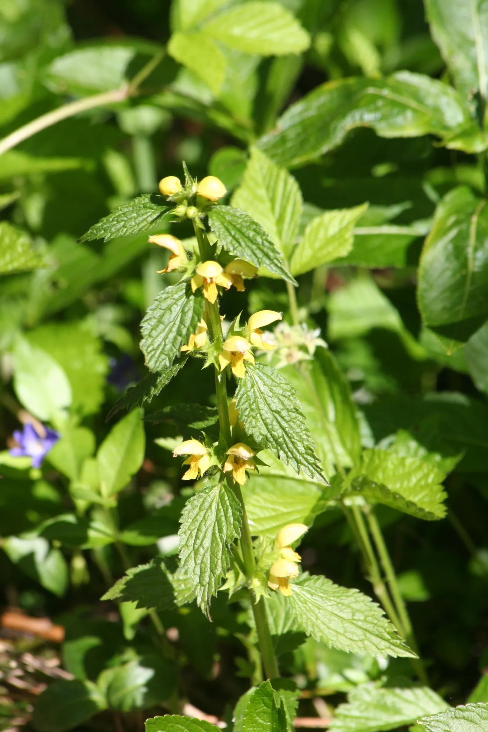 Yellow Archangel (Lamium Galeobdolon) — and other shade perennials; thriving in USDA Hardiness Zones 3 through 8, image 87