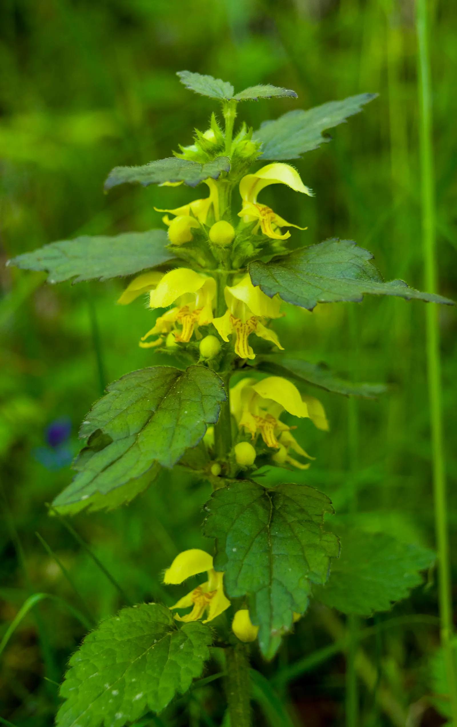 Yellow Archangel (Lamium Galeobdolon) — From late spring to early summer; due caution should be taken, image 101