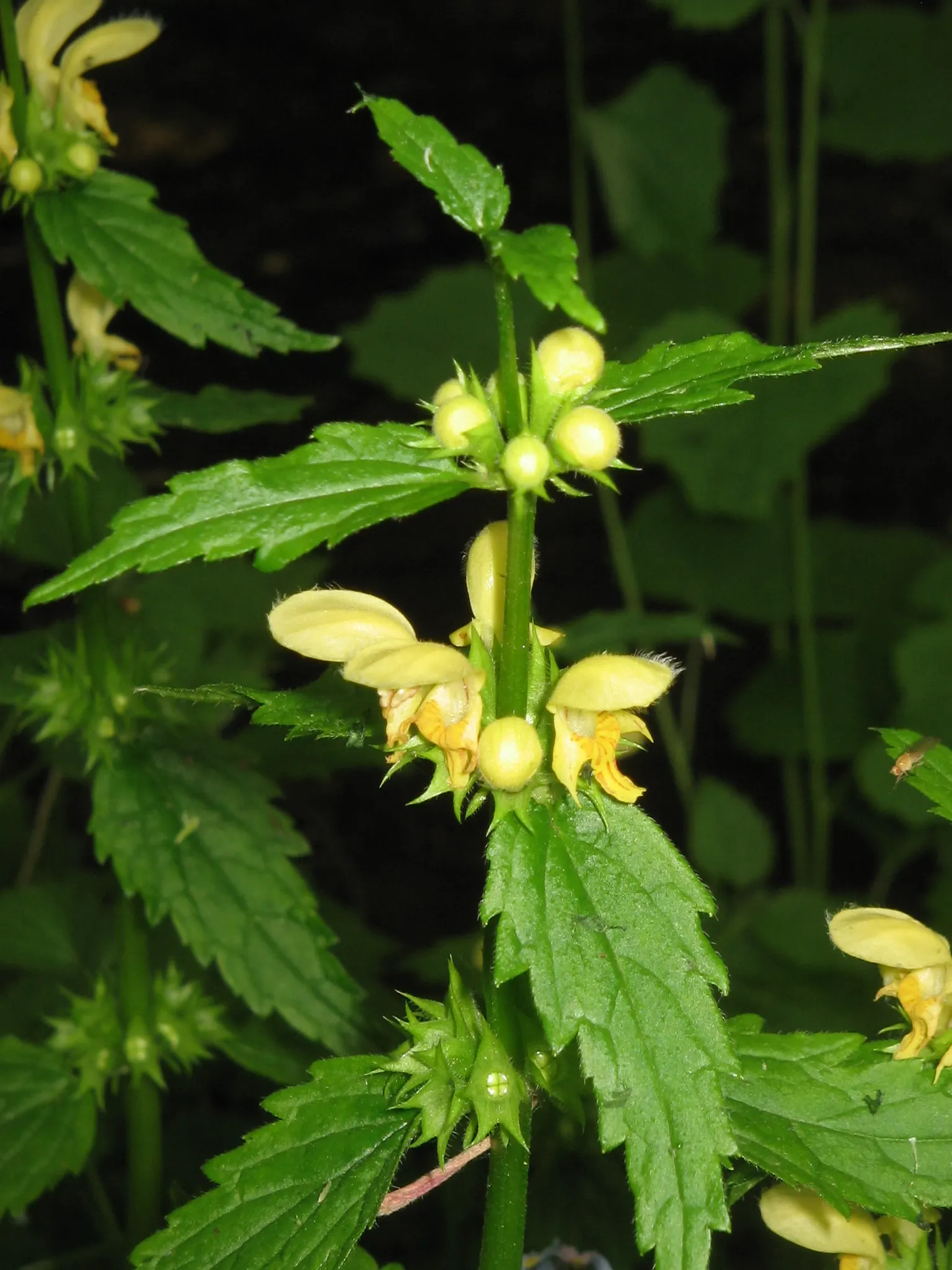Yellow Archangel (Lamium Galeobdolon) — Its adaptability allows it to perform well in a range of soil types; as it can become invasive in certain conditions