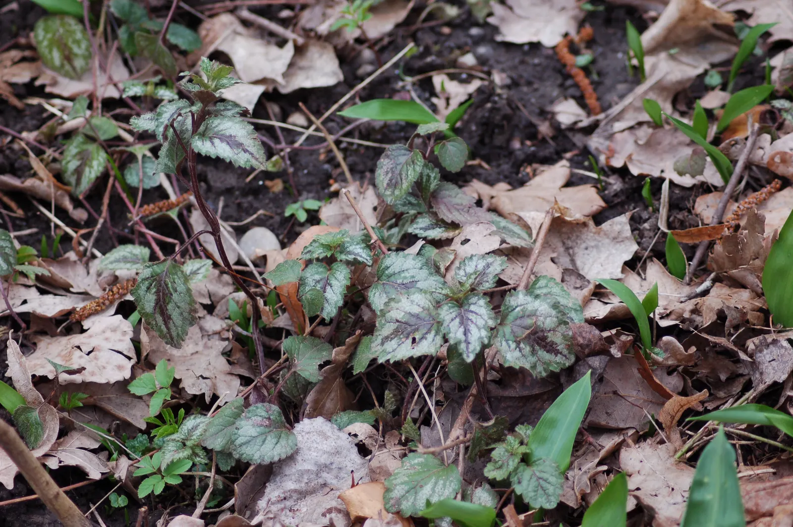 Yellow Archangel (Lamium Galeobdolon) — it's a low-maintenance option that is adept at crowding out weeds; this hardy plant spreads 18-36 inches wide