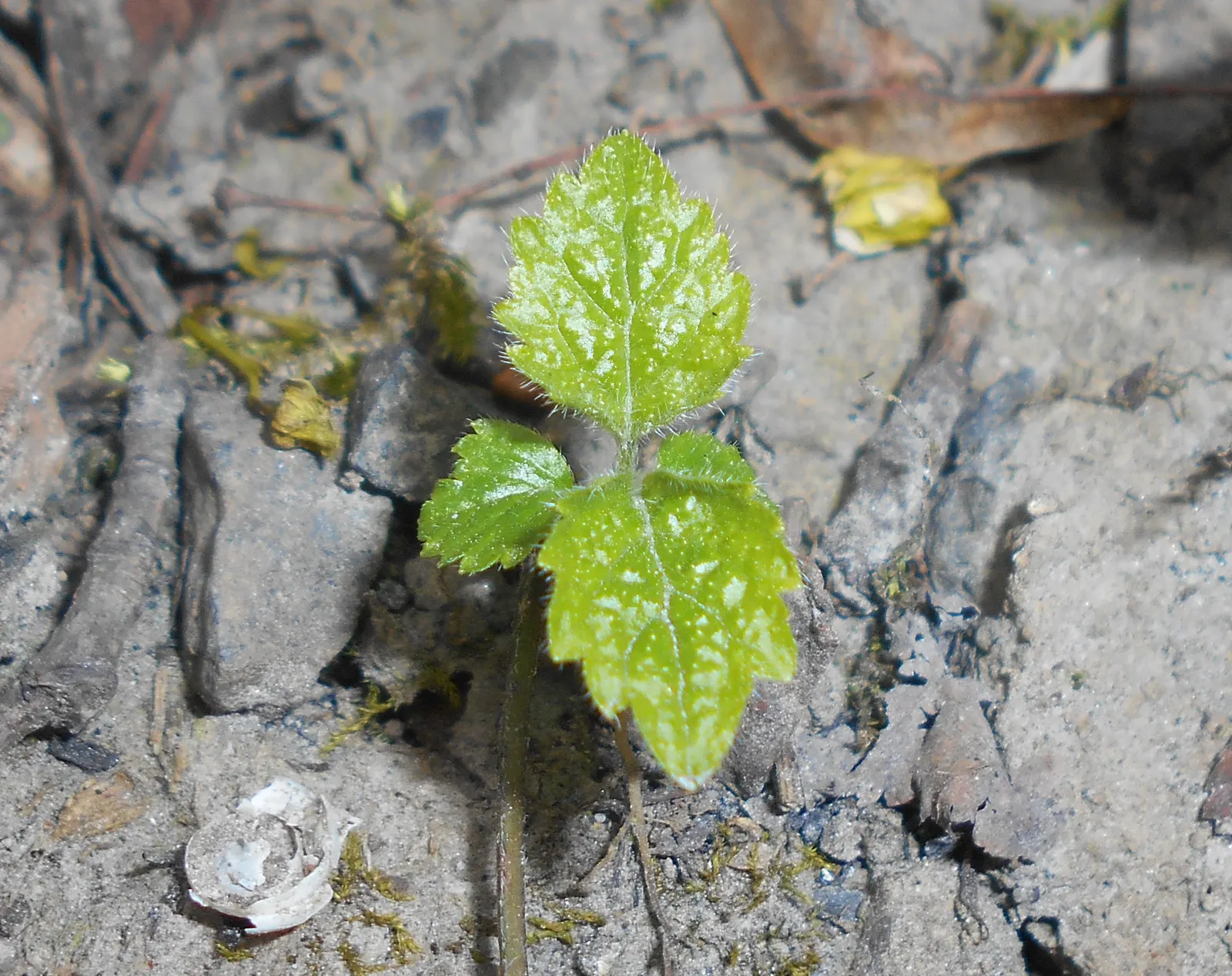 Yellow Archangel (Lamium Galeobdolon) — providing excellent coverage in partly shaded areas; and other shade perennials, image 95