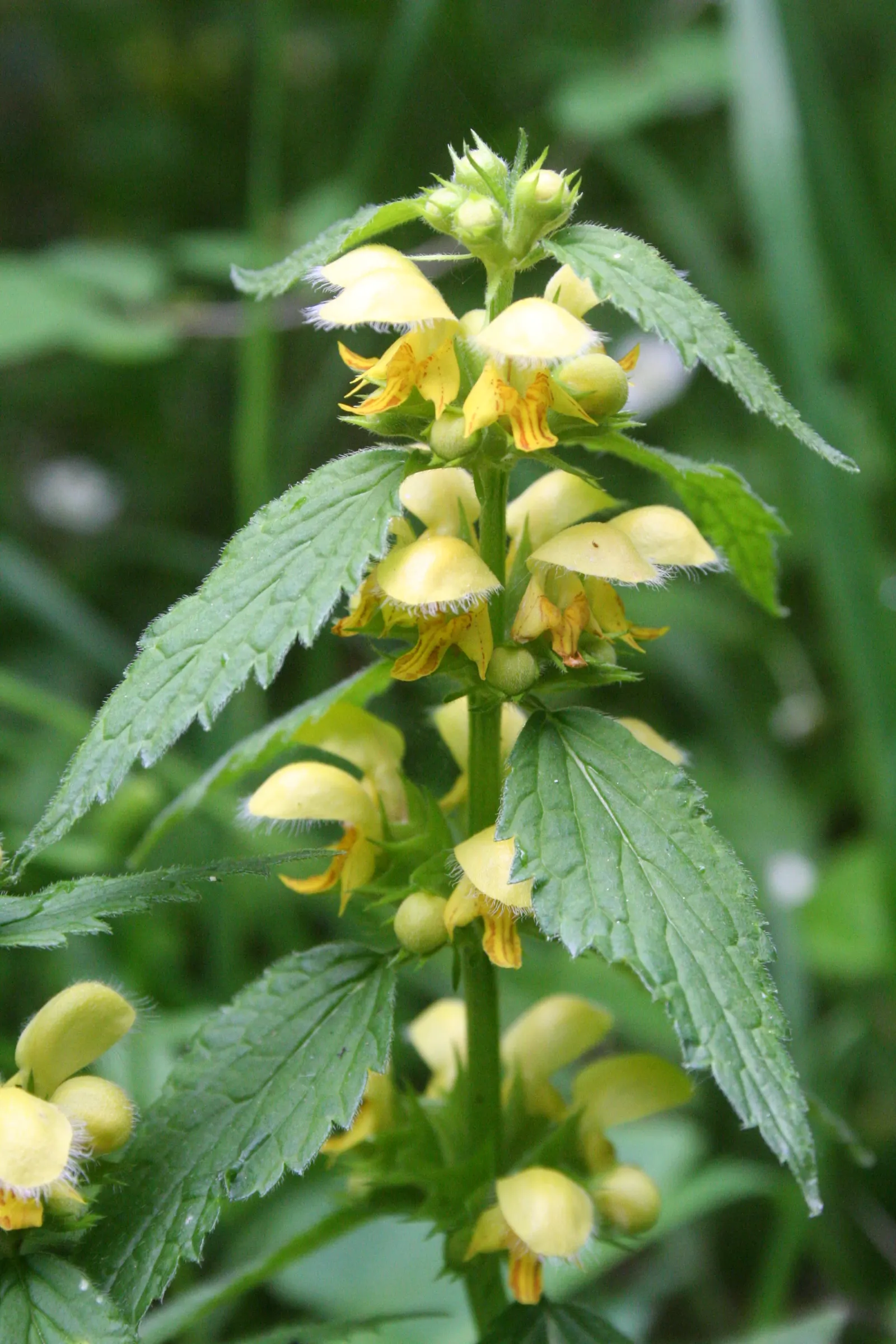 Yellow Archangel (Lamium Galeobdolon) — making it an ideal ground cover; its adaptability allows it to perform well in a range of soil types