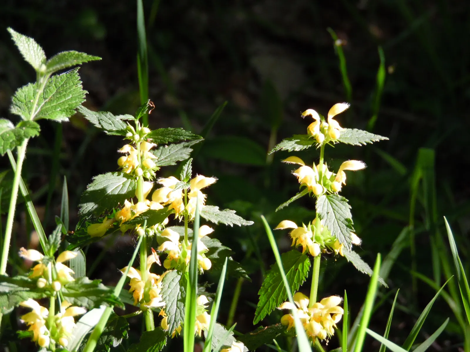 Yellow Archangel (Lamium Galeobdolon) — yellow blossoms atop its square stems; yellow flowers in the garden, image 125