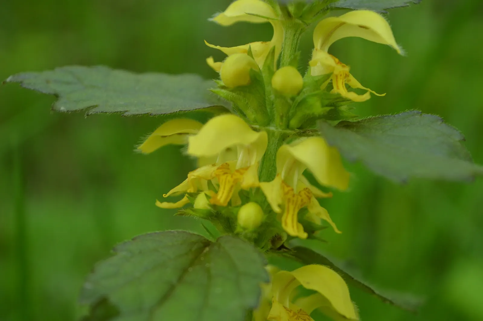Yellow Archangel (Lamium Galeobdolon) — scientifically called Lamium galeobdolon; spreading by both runners and self-seeding, image 75