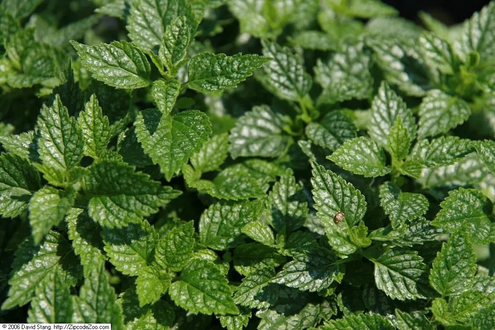 Yellow Archangel (Lamium Galeobdolon) — providing excellent coverage in partly shaded areas; and other shade perennials, image 118