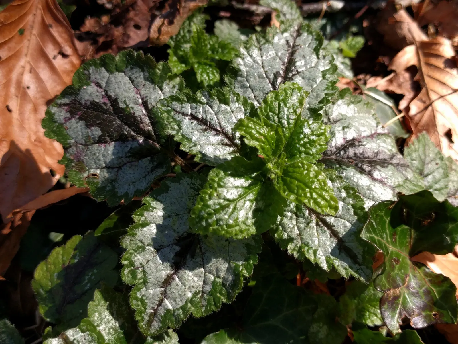 Yellow Archangel (Lamium Galeobdolon) — spreading by both runners and self-seeding