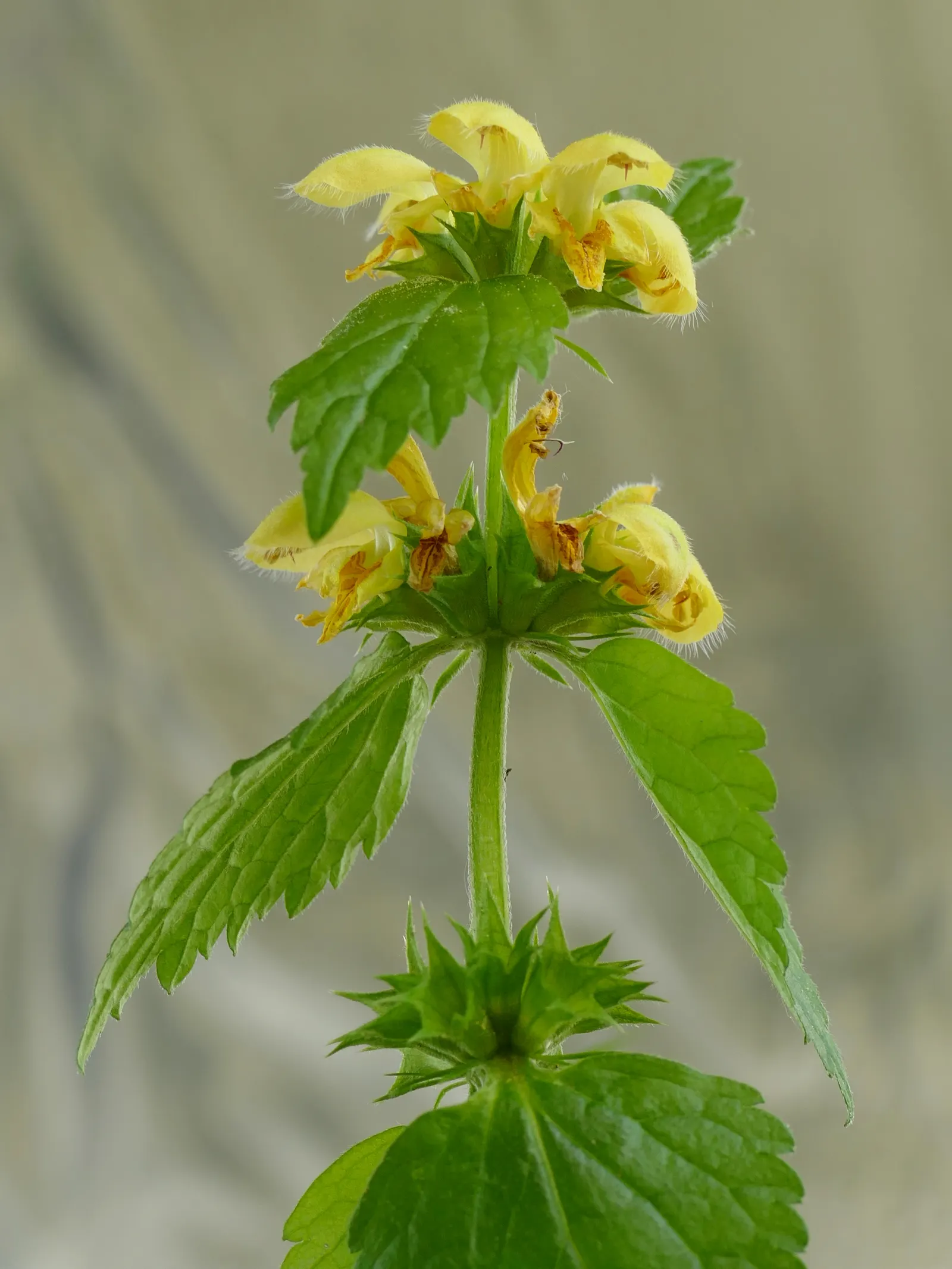 Yellow Archangel (Lamium Galeobdolon) — enabling it to fill in bare spots efficiently