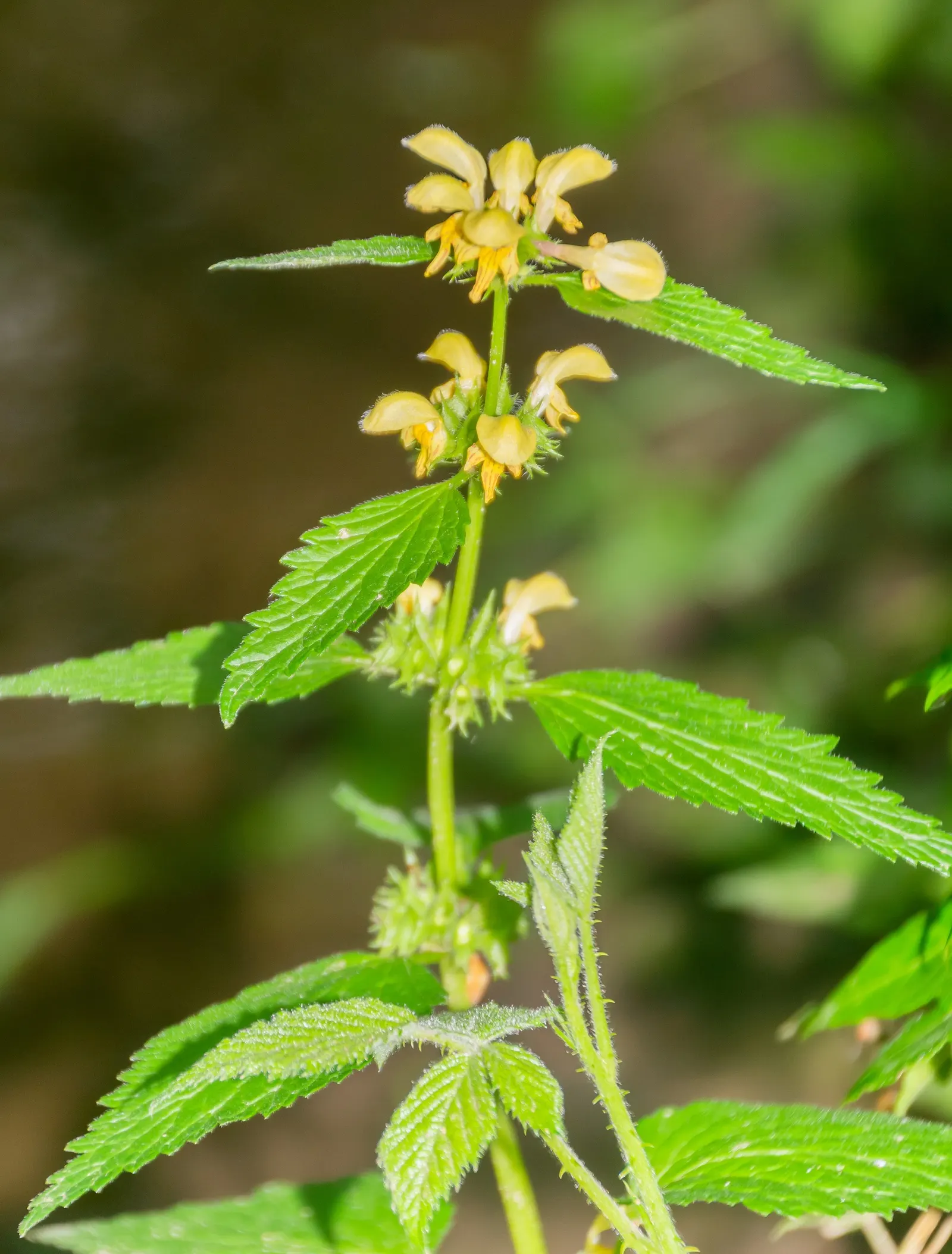 Yellow Archangel (Lamium Galeobdolon) — this hardy plant spreads 18-36 inches wide; adding a pop of color to the green tapestry of the, image 94