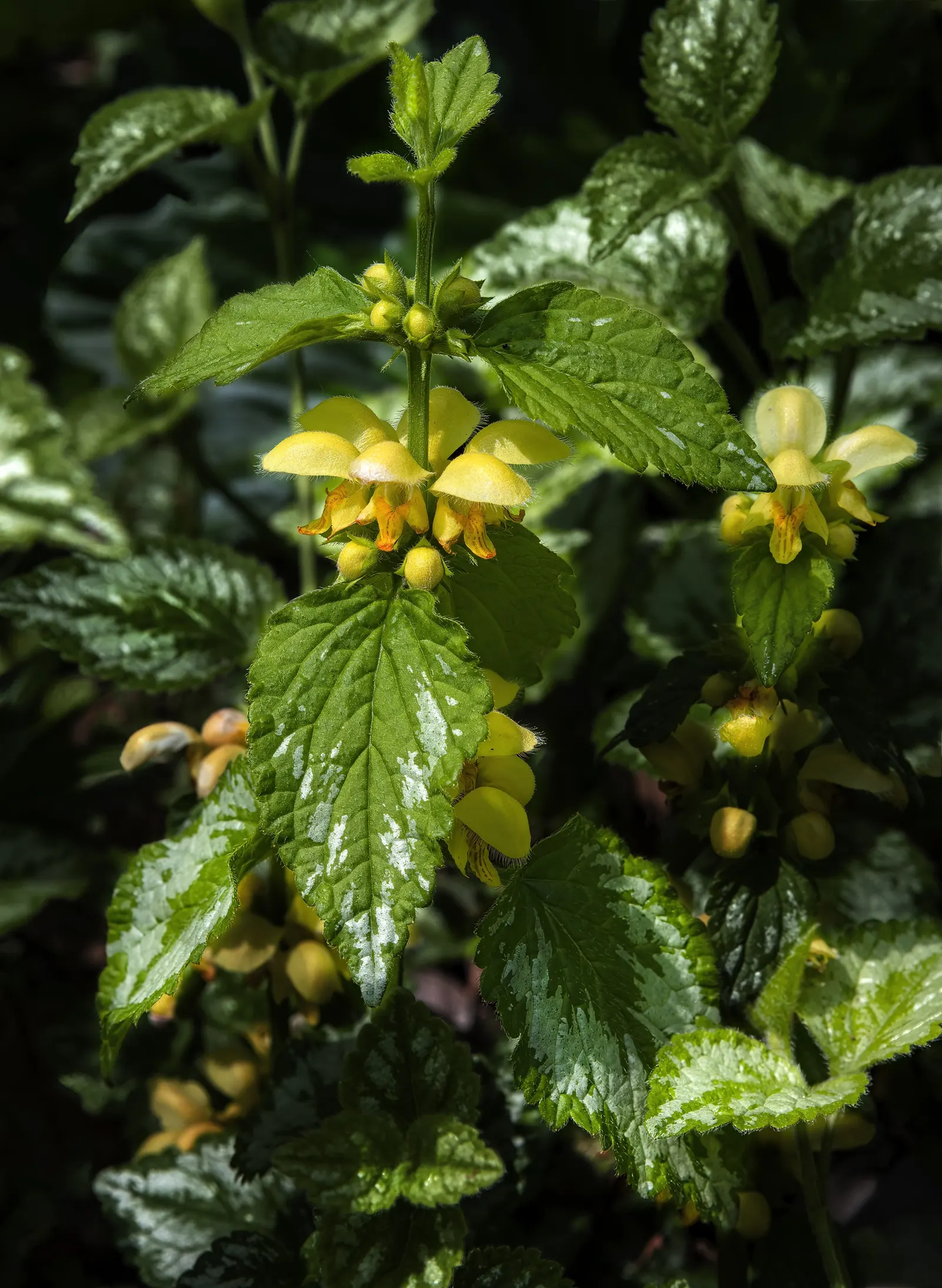 Yellow Archangel (Lamium Galeobdolon) — Its adaptability allows it to perform well in a range of soil types