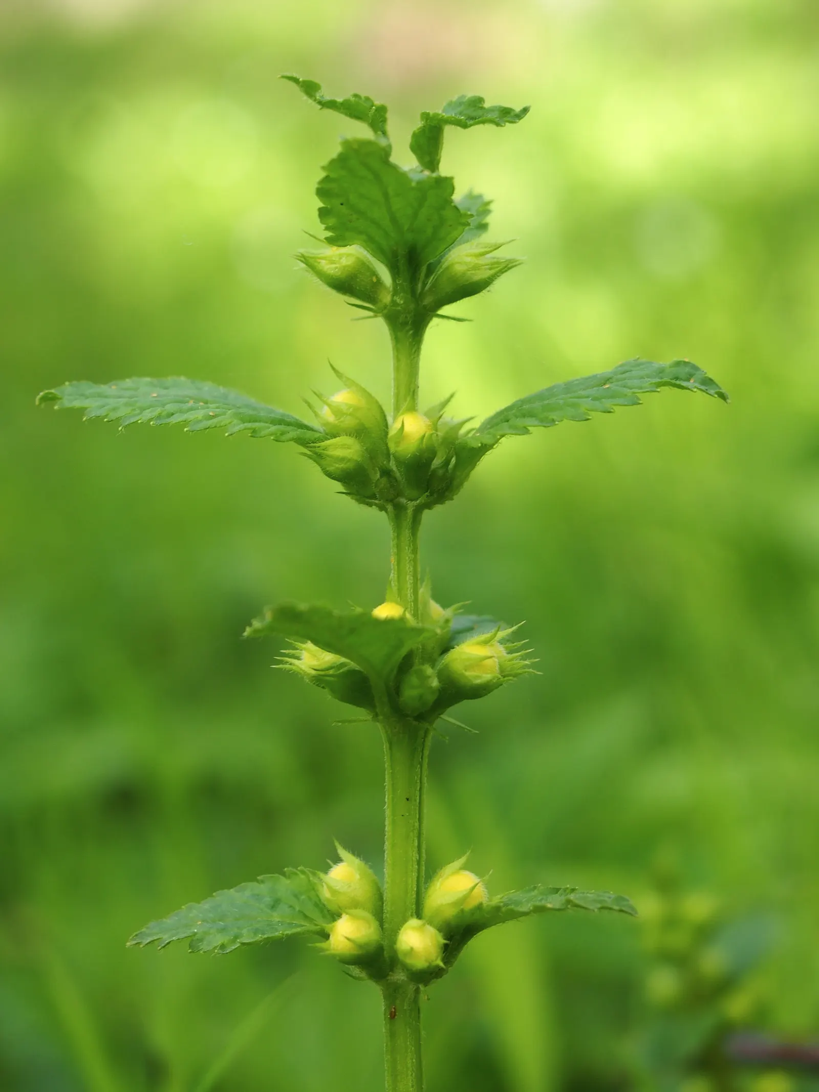 Yellow Archangel (Lamium Galeobdolon) — and attracting pollinators to woodland gardens and shaded borders; from late spring to early summer, image 97