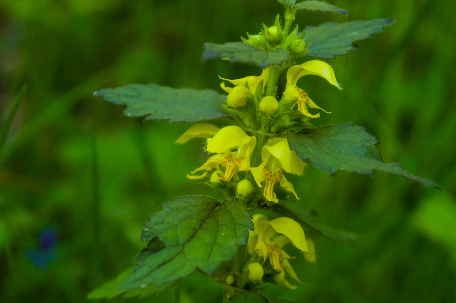 Yellow Archangel (Lamium Galeobdolon) — Its adaptability allows it to perform well in a range of soil types; as it can become invasive in certain, image 65