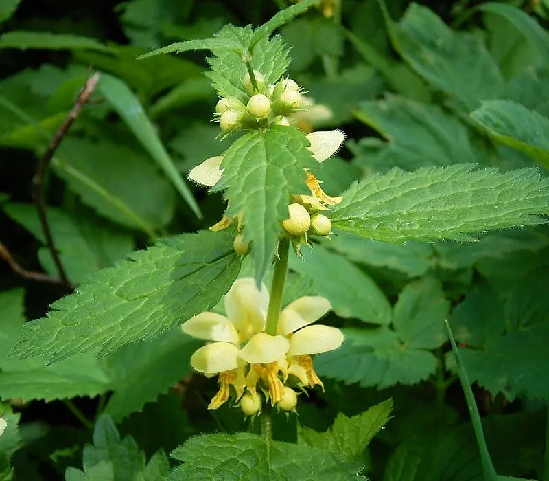 Yellow Archangel (Lamium Galeobdolon) — ground cover / perennial for deep shade or half or shade