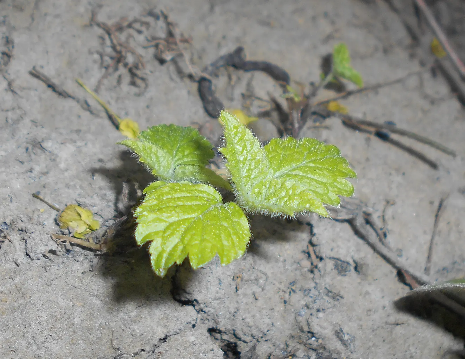Yellow Archangel (Lamium Galeobdolon) — Its adaptability allows it to perform well in a range of soil types; as it can become invasive in certain, image 111