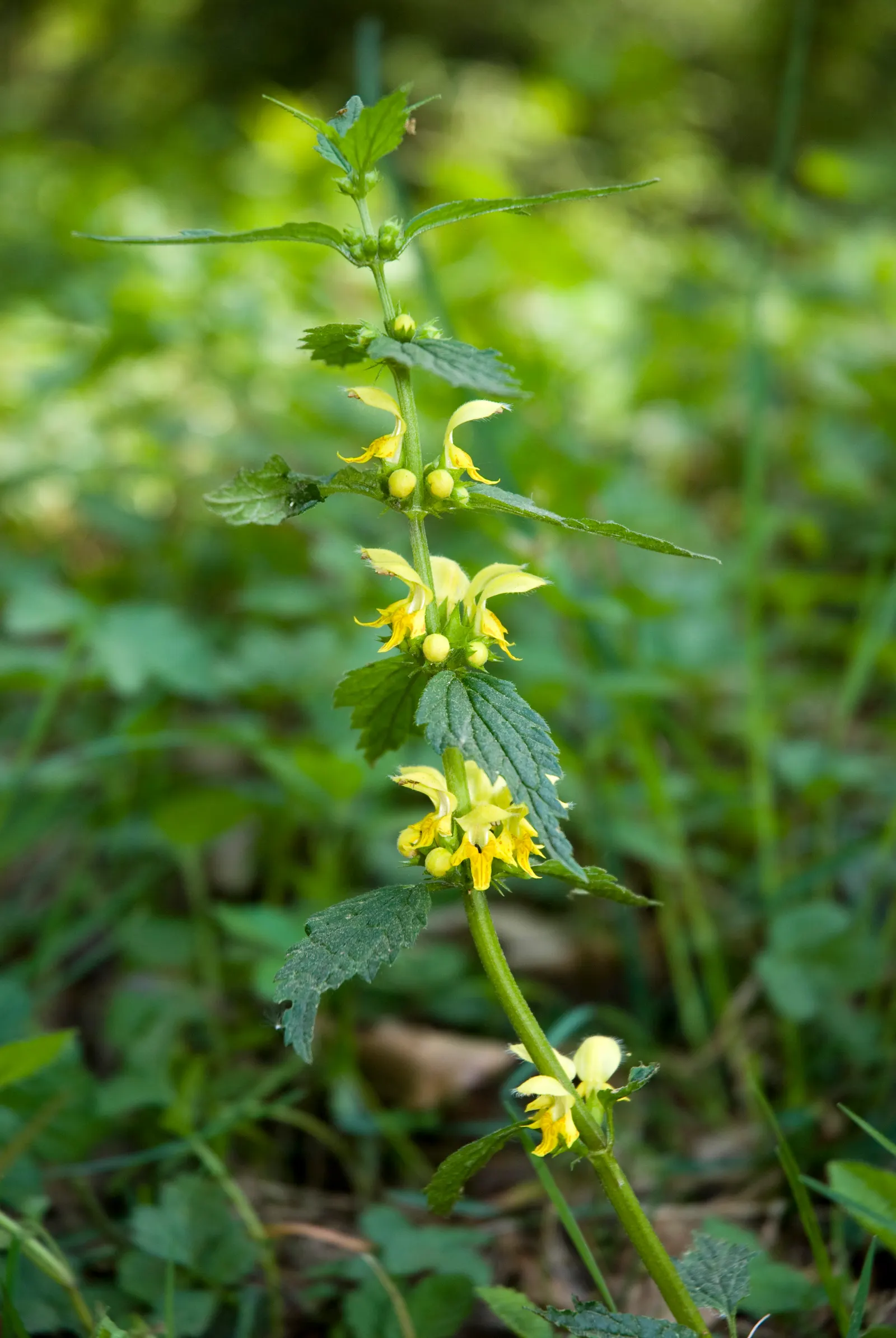 Yellow Archangel (Lamium Galeobdolon) — and attracting pollinators to woodland gardens and shaded borders; from late spring to early summer, image 74