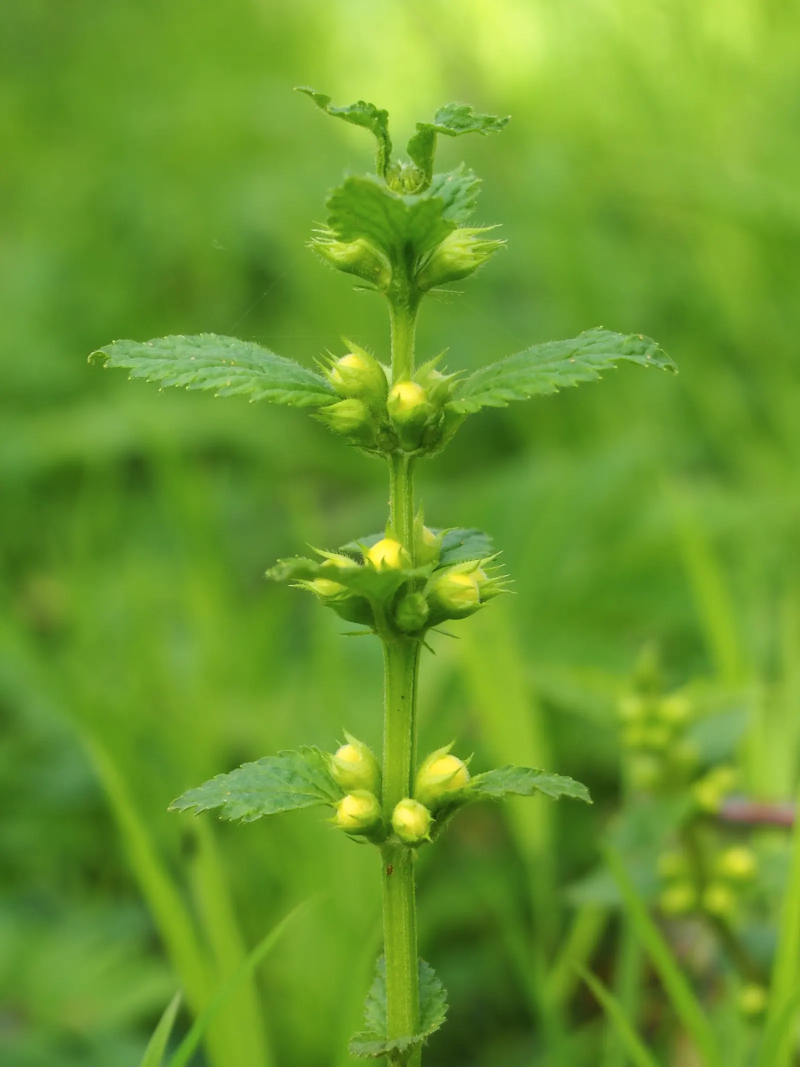 Yellow Archangel (Lamium Galeobdolon) — Its adaptability allows it to perform well in a range of soil types; as it can become invasive in certain, image 88