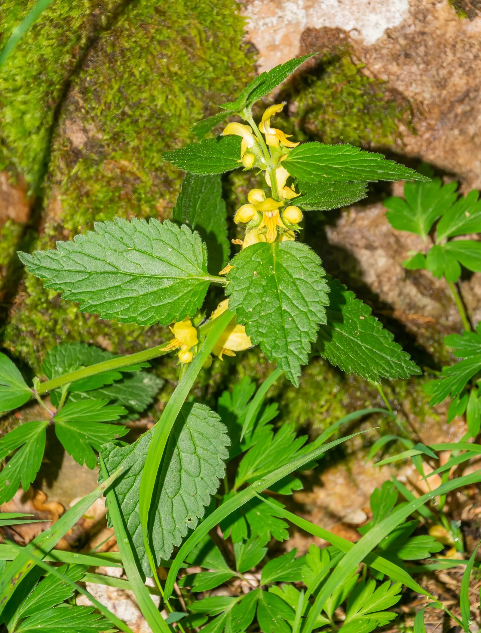 Yellow Archangel (Lamium Galeobdolon) — Flourishing up to a height of 12-24 inches; it's a low-maintenance option that is adept at crowding out, image 47
