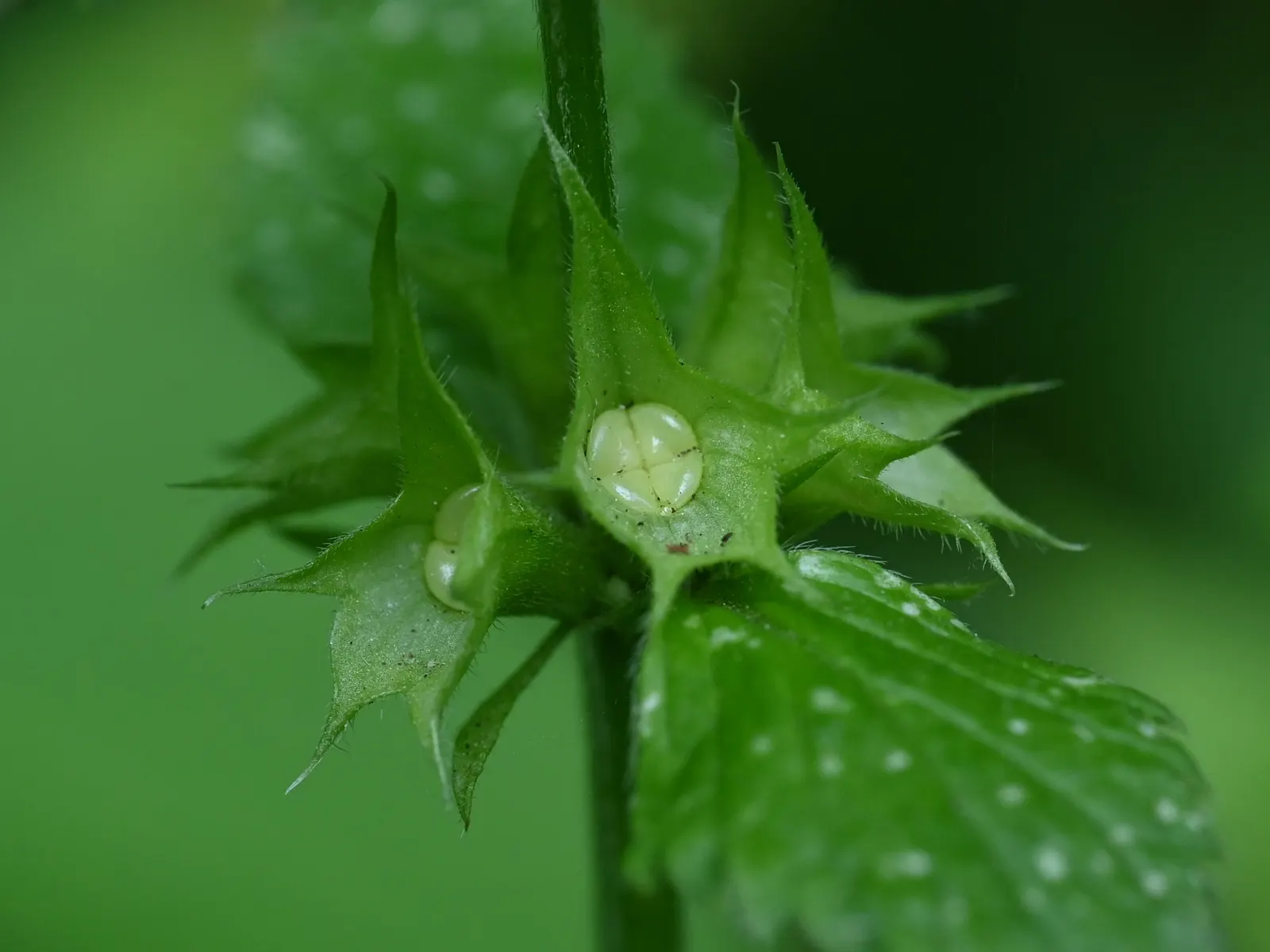 Yellow Archangel (Lamium Galeobdolon) — due caution should be taken; providing excellent coverage in partly shaded areas, image 60