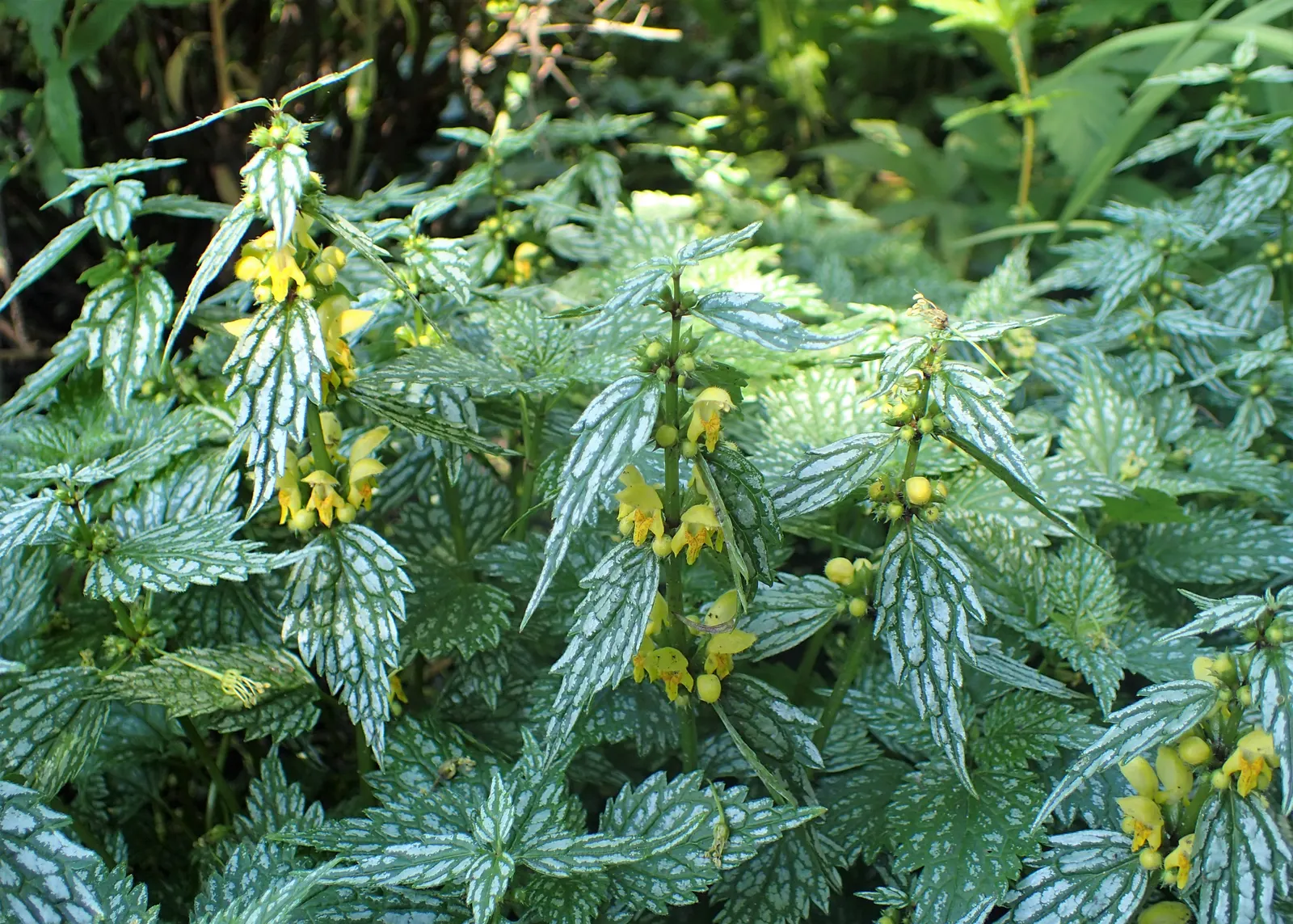 Yellow Archangel (Lamium Galeobdolon) — Ensure the client is aware of its invasive potential; ground cover / perennial with yellow blooms, image 135