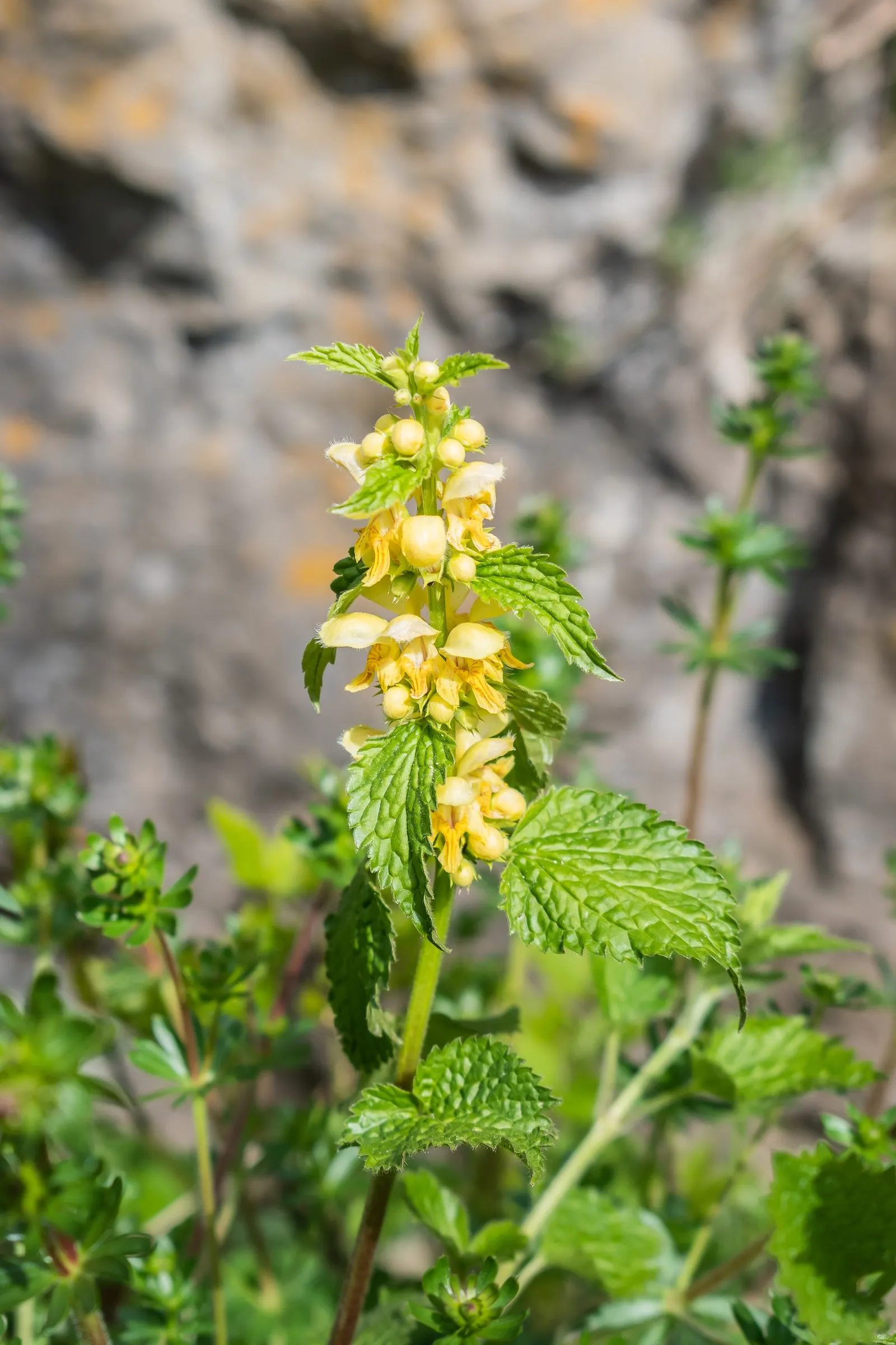 Yellow Archangel (Lamium Galeobdolon) — yellow blossoms atop its square stems; yellow flowers in the garden, image 79