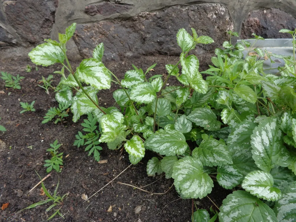 Yellow Archangel (Lamium Galeobdolon) — this hardy plant spreads 18-36 inches wide; adding a pop of color to the green tapestry of the, image 48