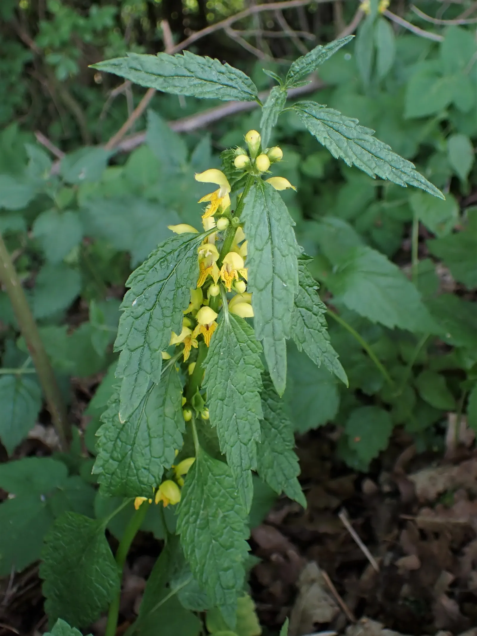 Yellow Archangel (Lamium Galeobdolon) — enabling it to fill in bare spots efficiently, image 35