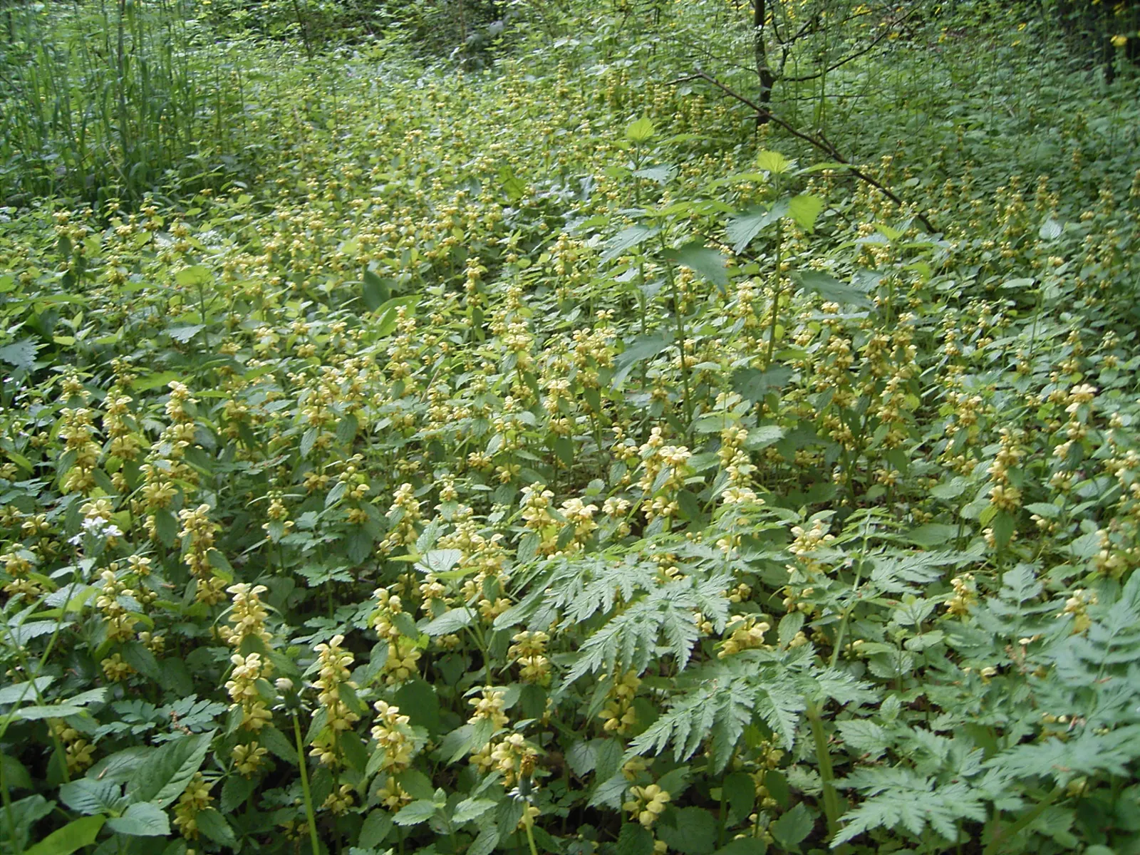 Yellow Archangel (Lamium Galeobdolon) — scientifically called Lamium galeobdolon