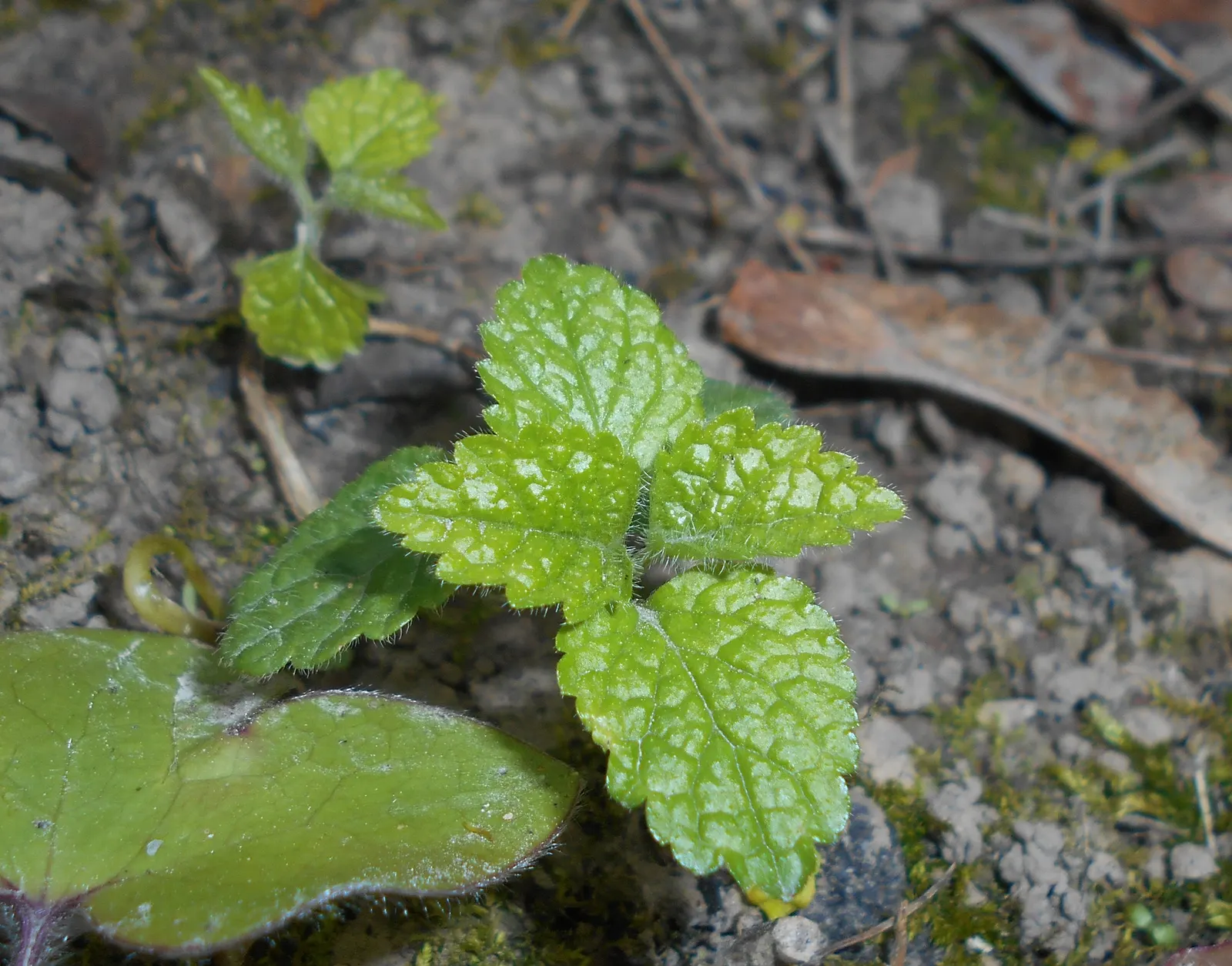 Yellow Archangel (Lamium Galeobdolon) — providing excellent coverage in partly shaded areas; and other shade perennials, image 72