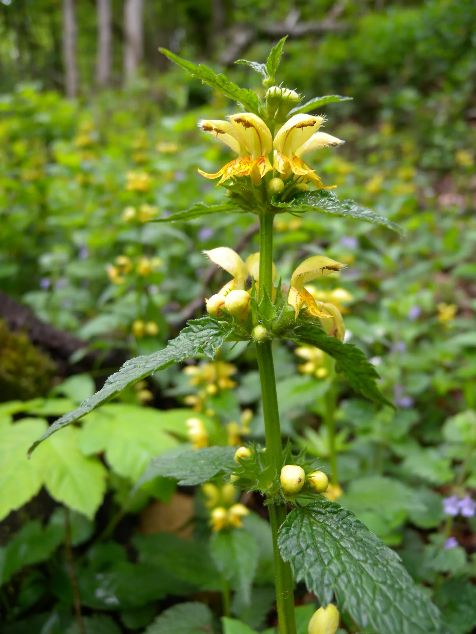 Yellow Archangel (Lamium Galeobdolon) — ground cover / perennial with yellow blooms