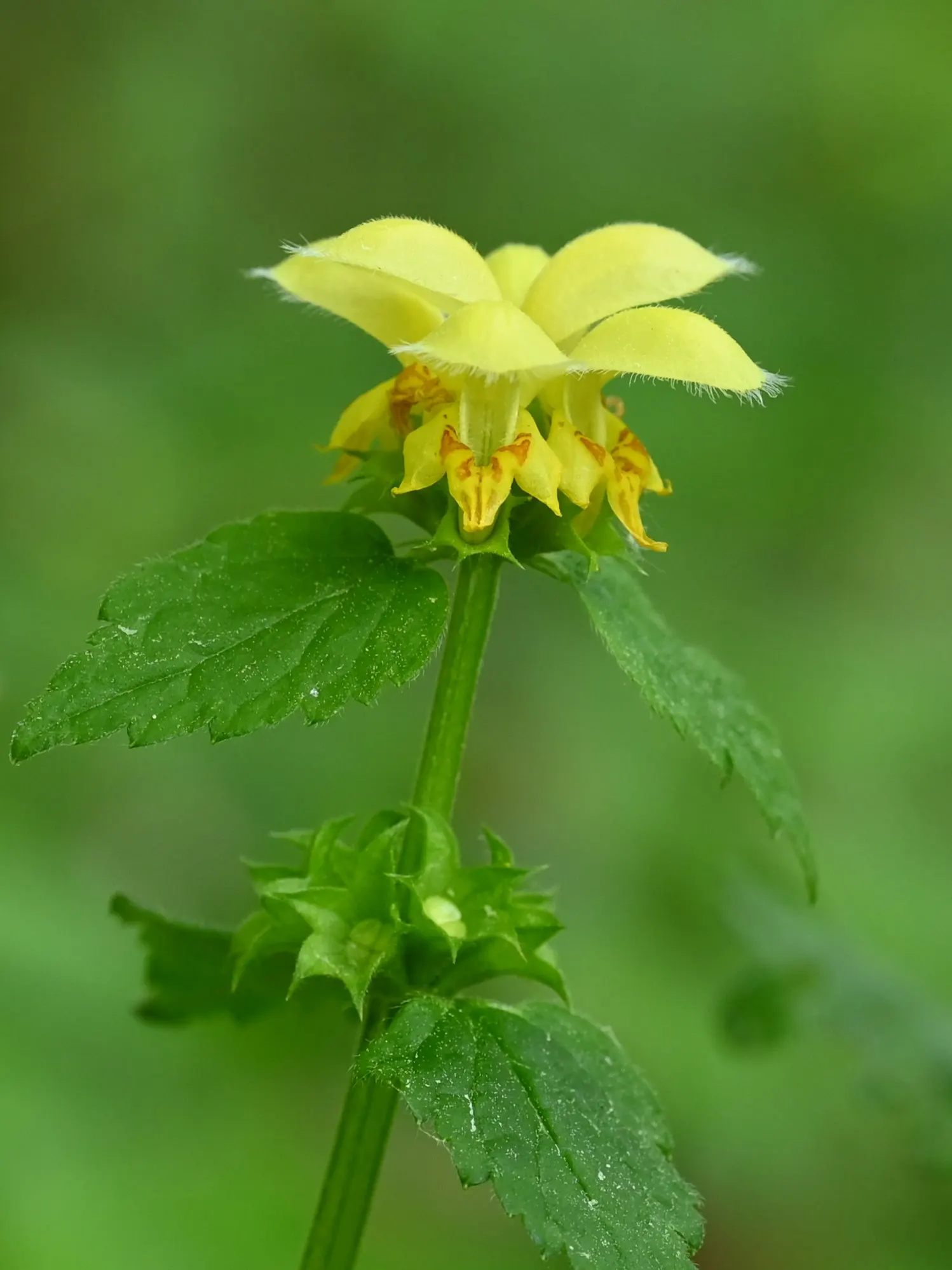 Yellow Archangel (Lamium Galeobdolon) — Ensure the client is aware of its invasive potential; ground cover / perennial with yellow blooms, image 66