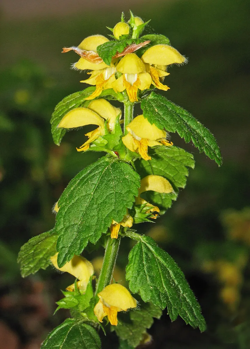 Yellow Archangel (Lamium Galeobdolon) — adding a pop of color to the green tapestry of the landscape.<br><br>This plant's growth habit is vigorous; and