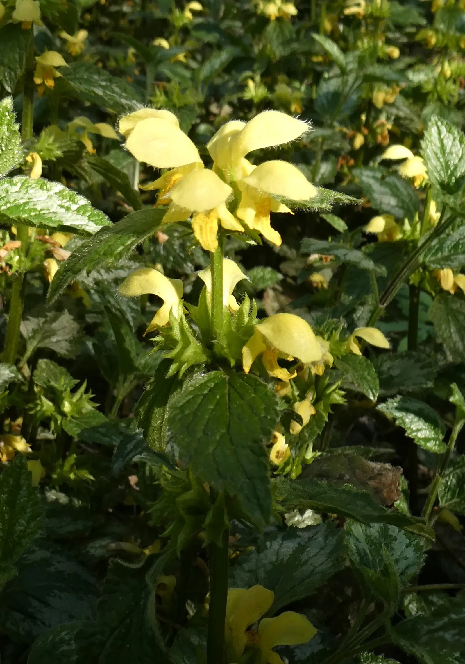 Yellow Archangel (Lamium Galeobdolon) — due caution should be taken; providing excellent coverage in partly shaded areas, image 83