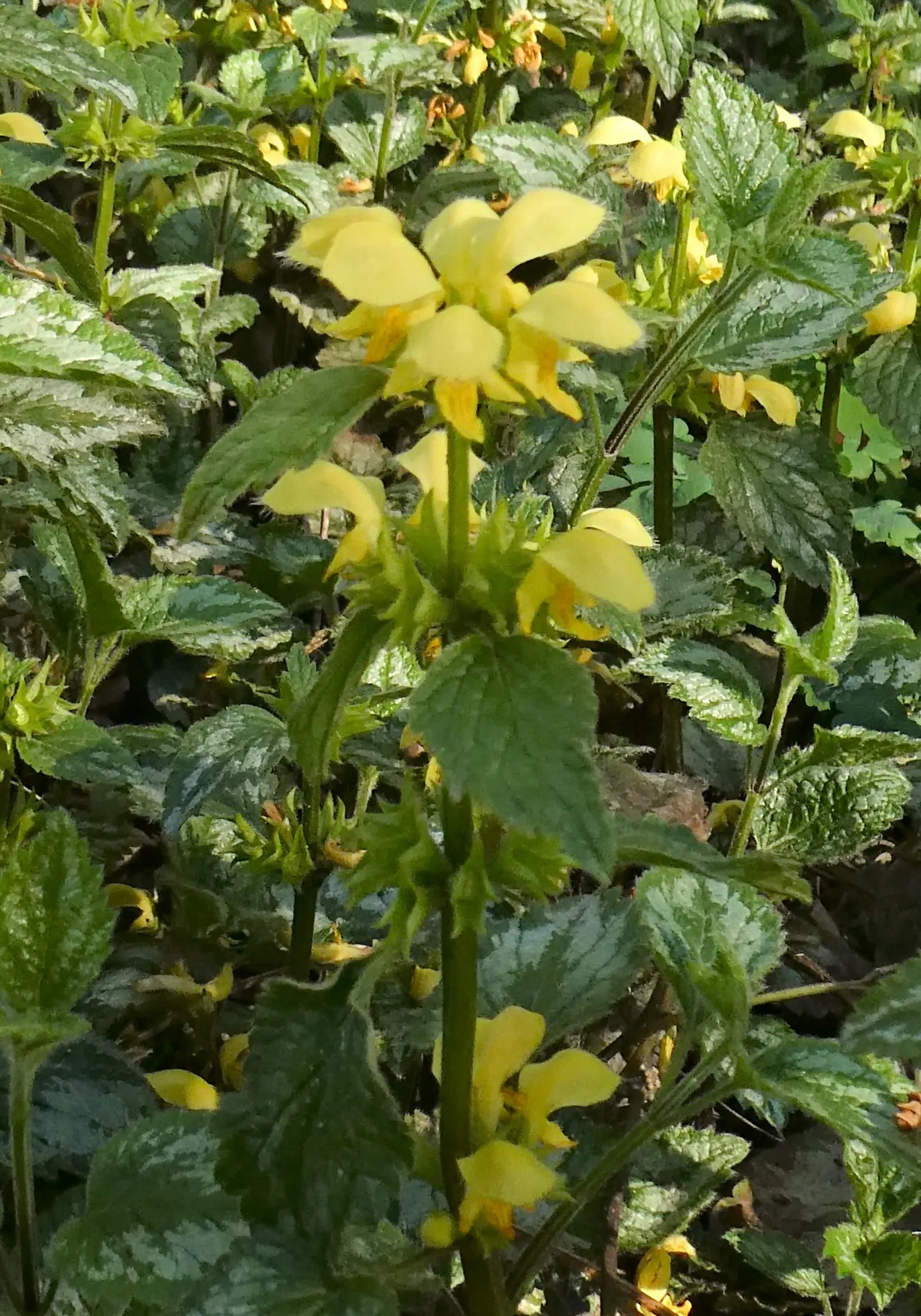 Yellow Archangel (Lamium Galeobdolon) — scientifically called Lamium galeobdolon; spreading by both runners and self-seeding, image 52