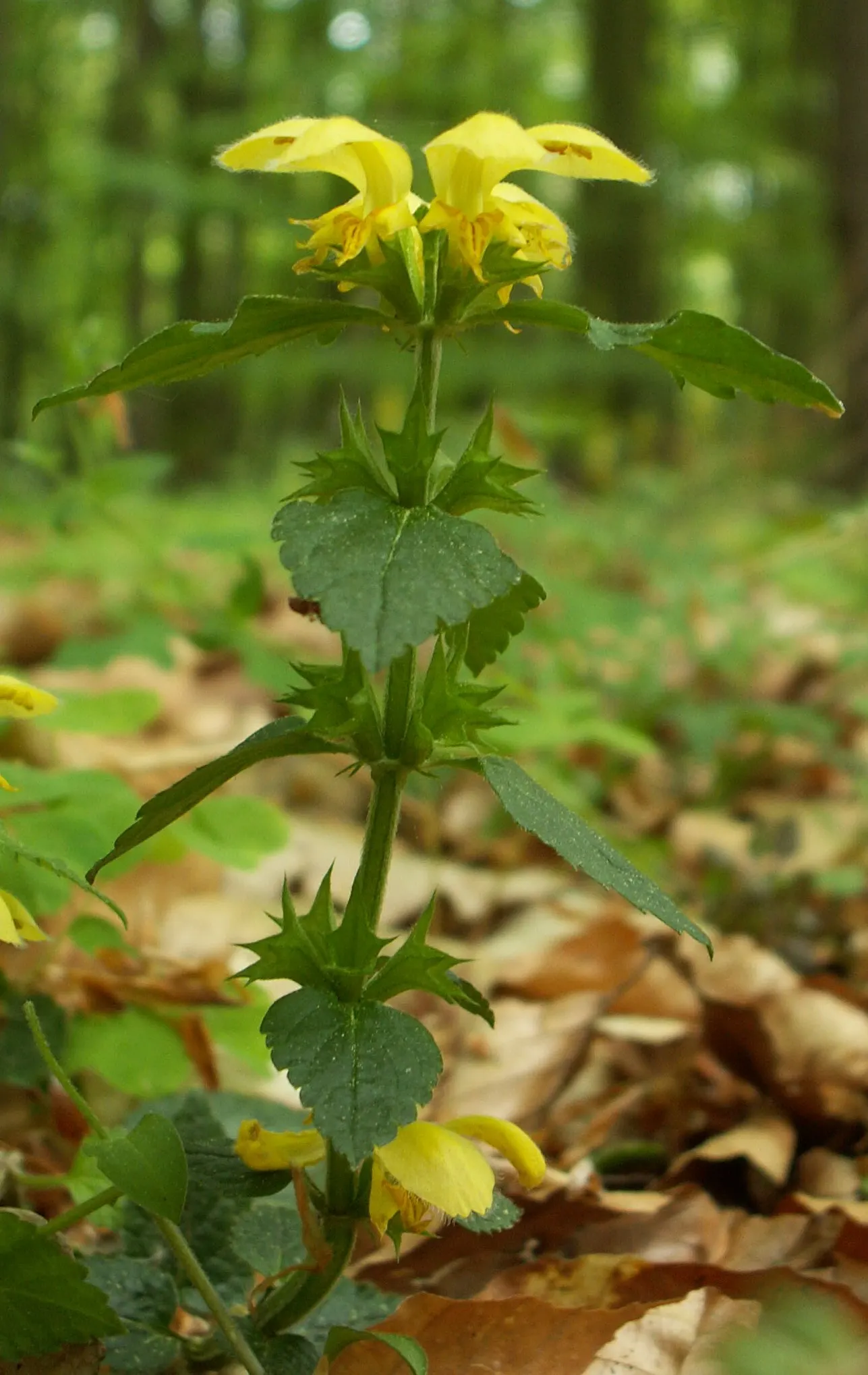 Yellow Archangel (Lamium Galeobdolon) — yellow blossoms atop its square stems