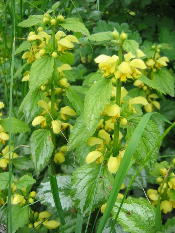Yellow Archangel (Lamium Galeobdolon) — making it an ideal ground cover; its adaptability allows it to perform well in a range of soil types, image 59