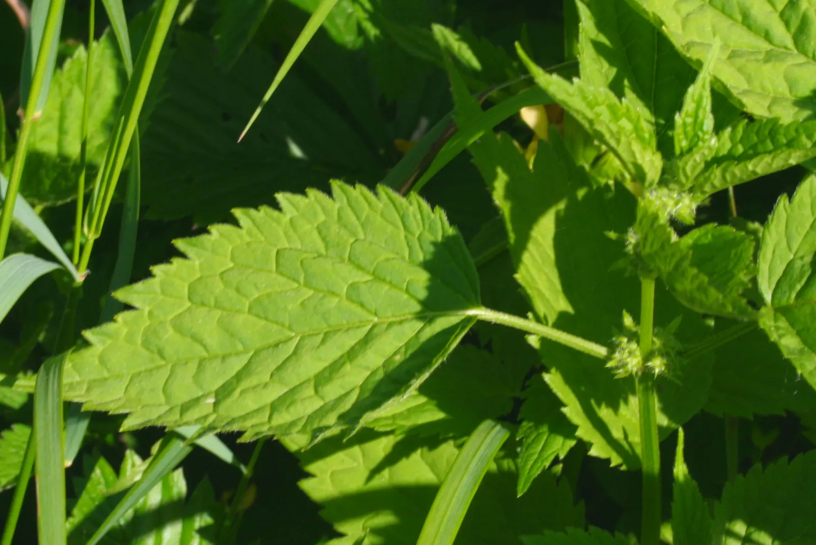 Yellow Archangel (Lamium Galeobdolon) — it's a low-maintenance option that is adept at crowding out weeds; this hardy plant spreads 18-36 inches, image 119