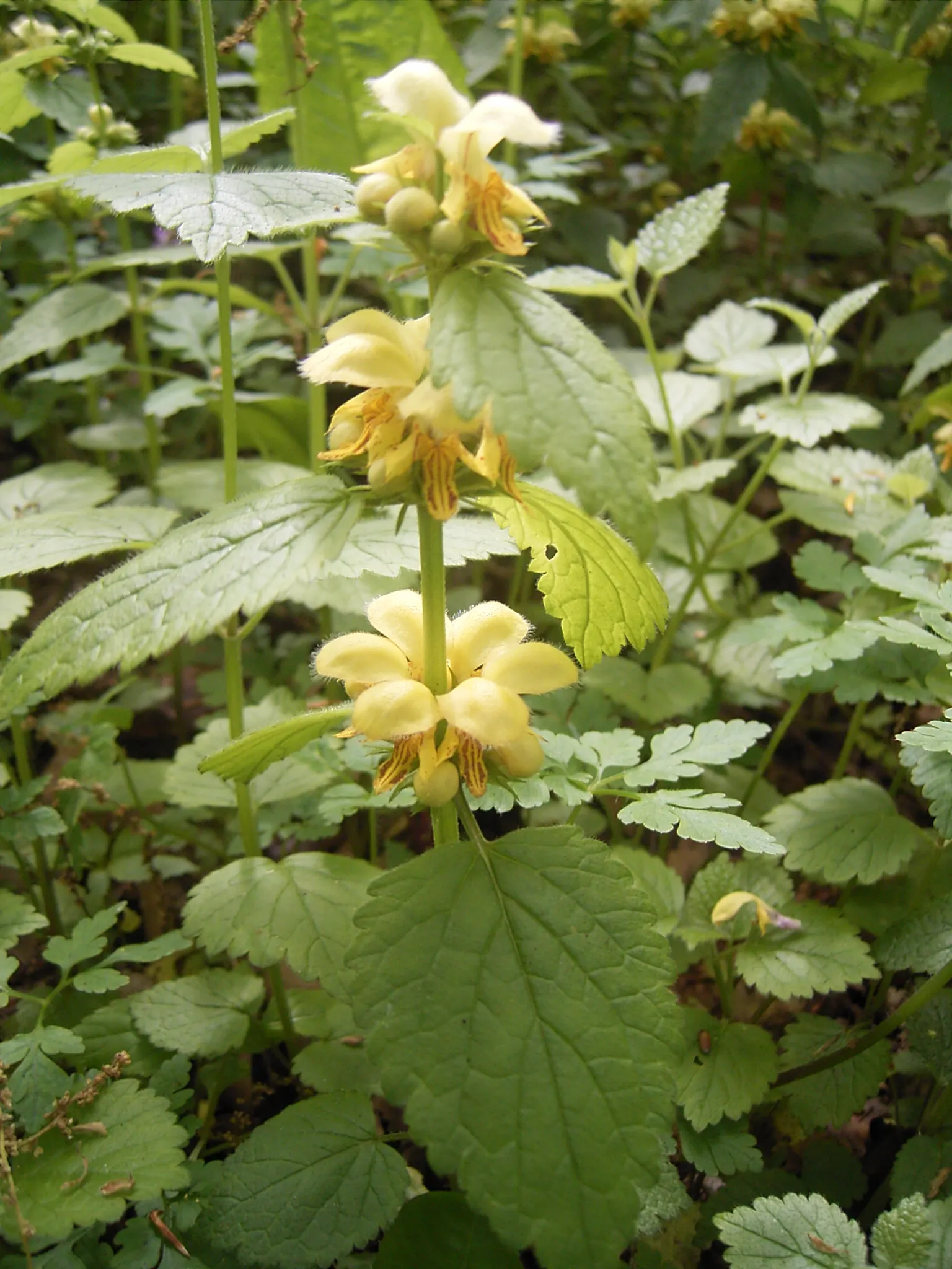 Yellow Archangel (Lamium Galeobdolon) — spreading by both runners and self-seeding; yellow Archangel is superb when partnered with ferns