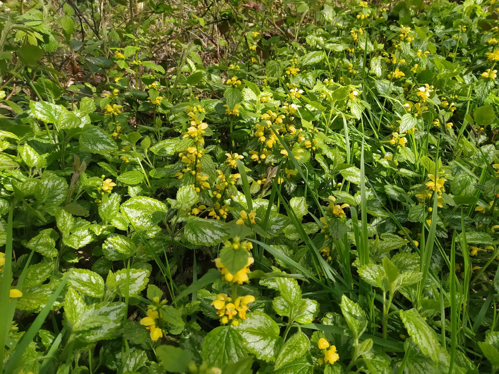 Yellow Archangel (Lamium Galeobdolon) — and other shade perennials; thriving in USDA Hardiness Zones 3 through 8