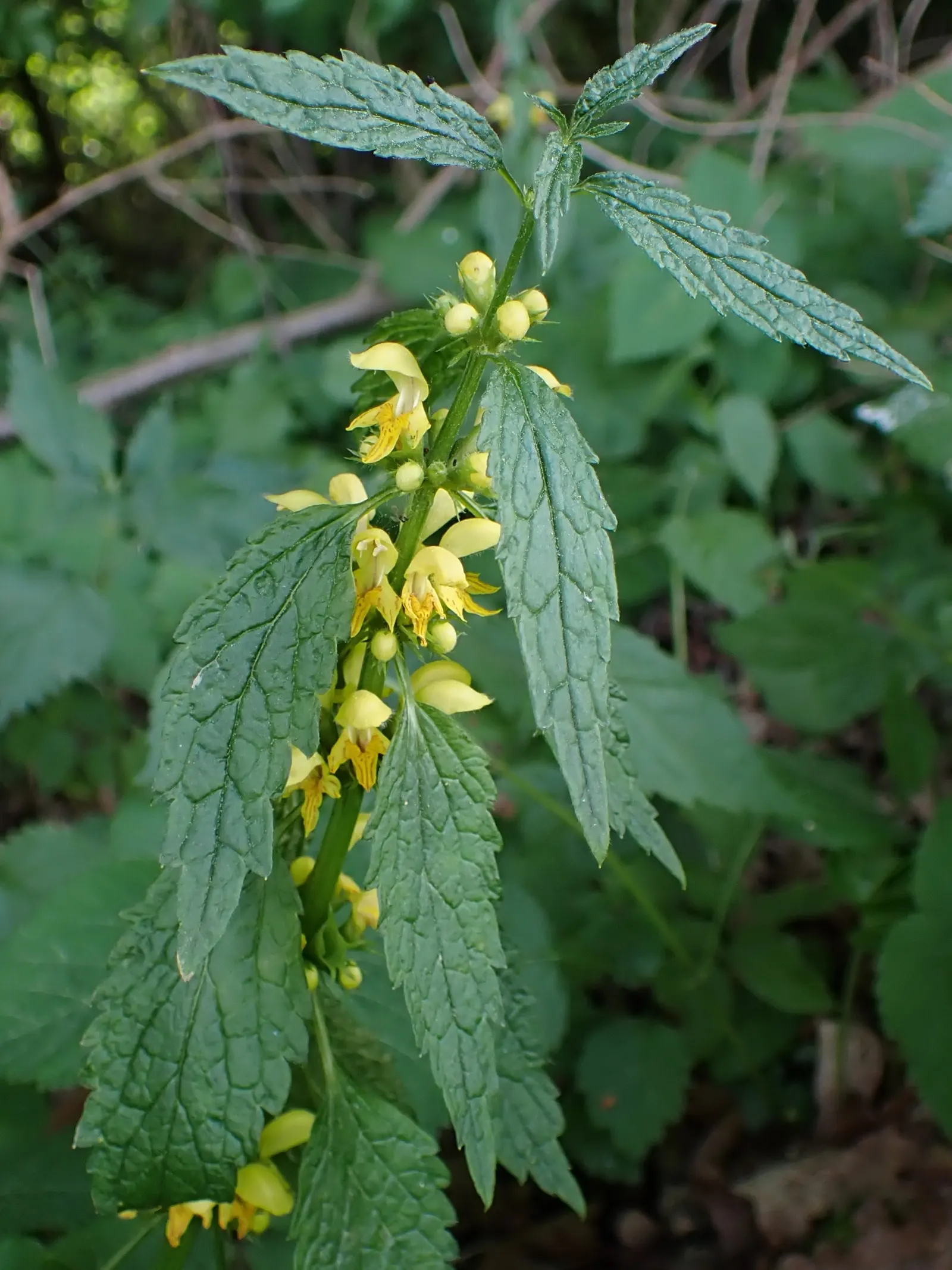 Yellow Archangel (Lamium Galeobdolon) — Flourishing up to a height of 12-24 inches; it's a low-maintenance option that is adept at crowding out weeds