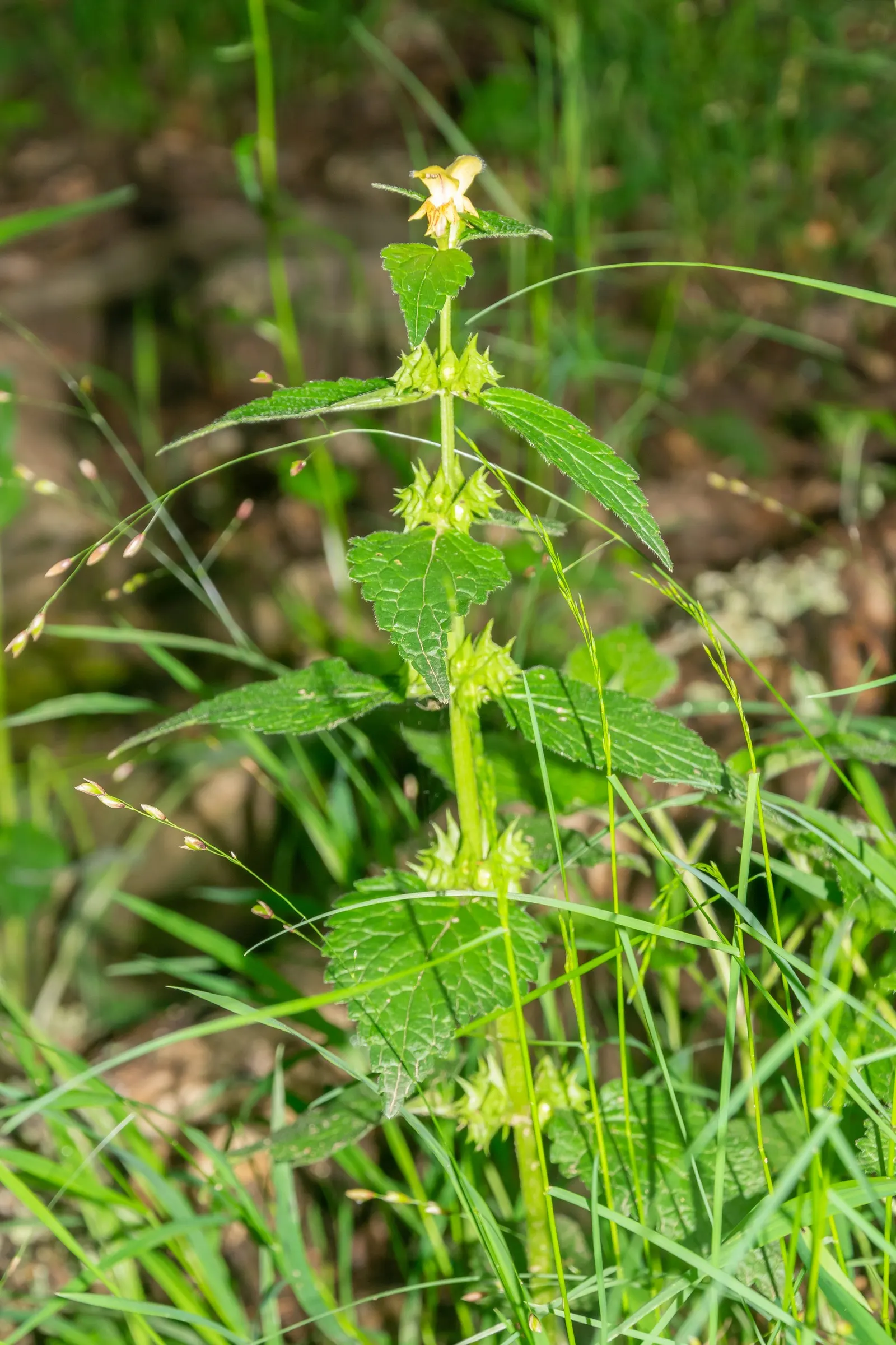 Yellow Archangel (Lamium Galeobdolon) — yellow flowers in the garden; scientifically called Lamium galeobdolon, image 113