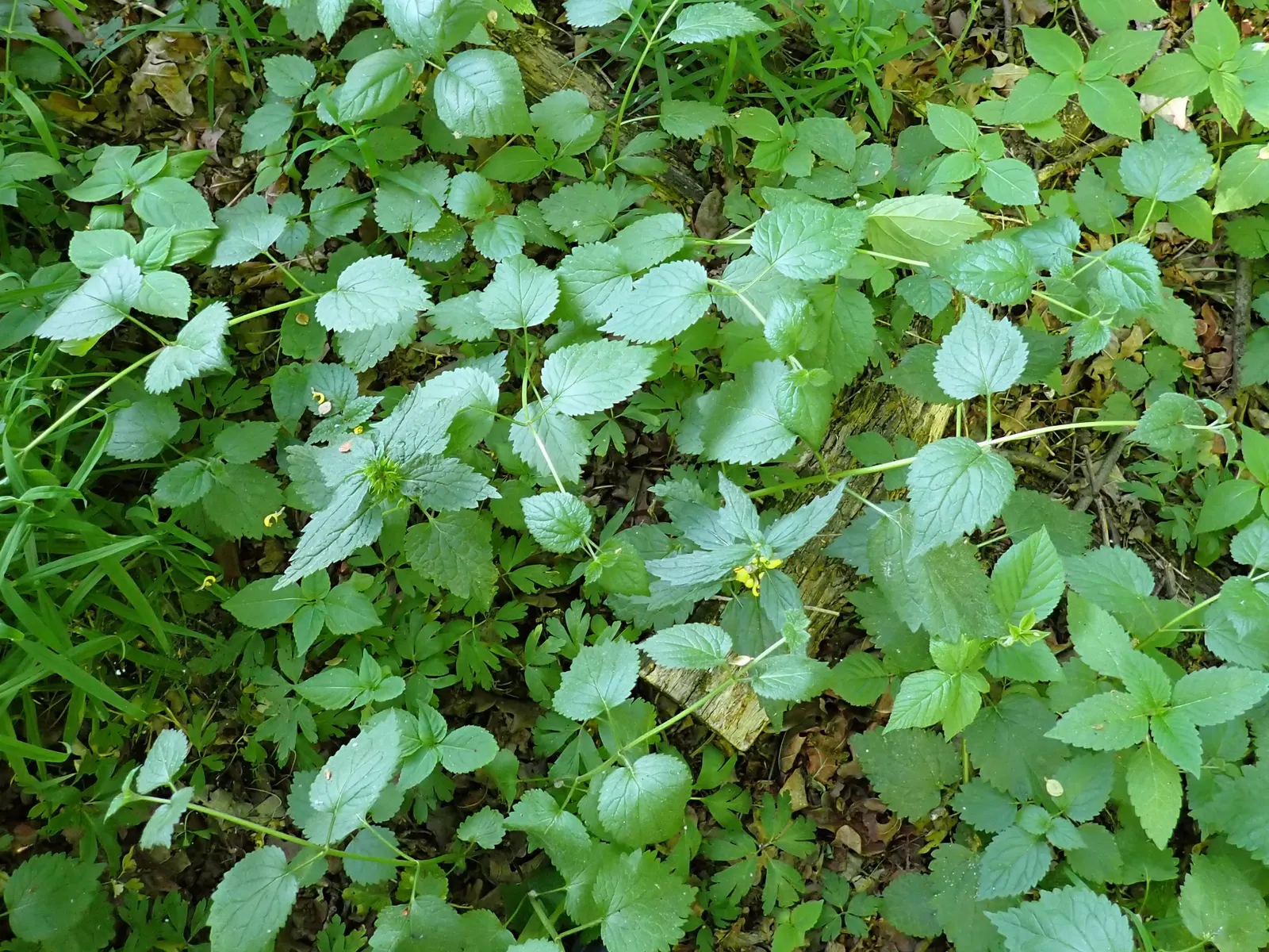 Yellow Archangel (Lamium Galeobdolon) — as it can become invasive in certain conditions; yellow blossoms atop its square stems