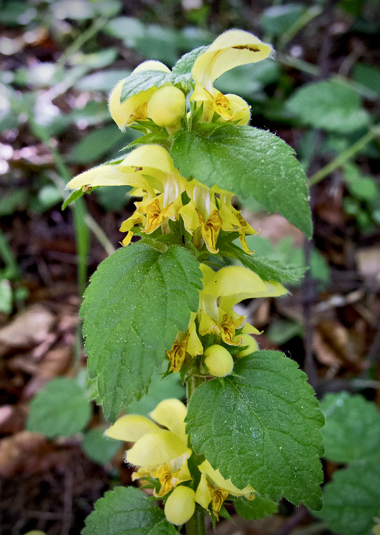 Yellow Archangel (Lamium Galeobdolon) — yellow flowers in the garden; scientifically called Lamium galeobdolon, image 67