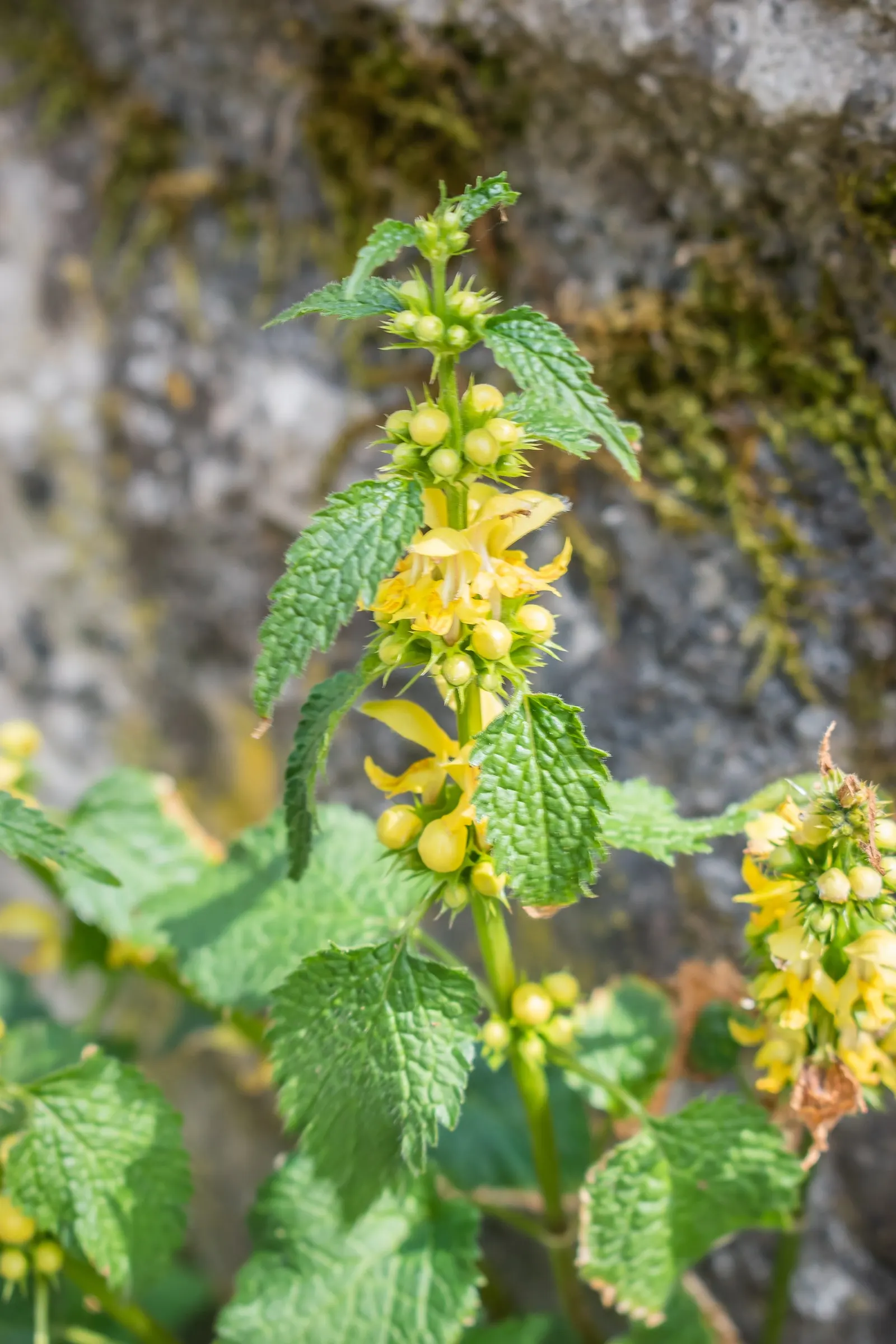 Yellow Archangel (Lamium Galeobdolon) — and attracting pollinators to woodland gardens and shaded borders