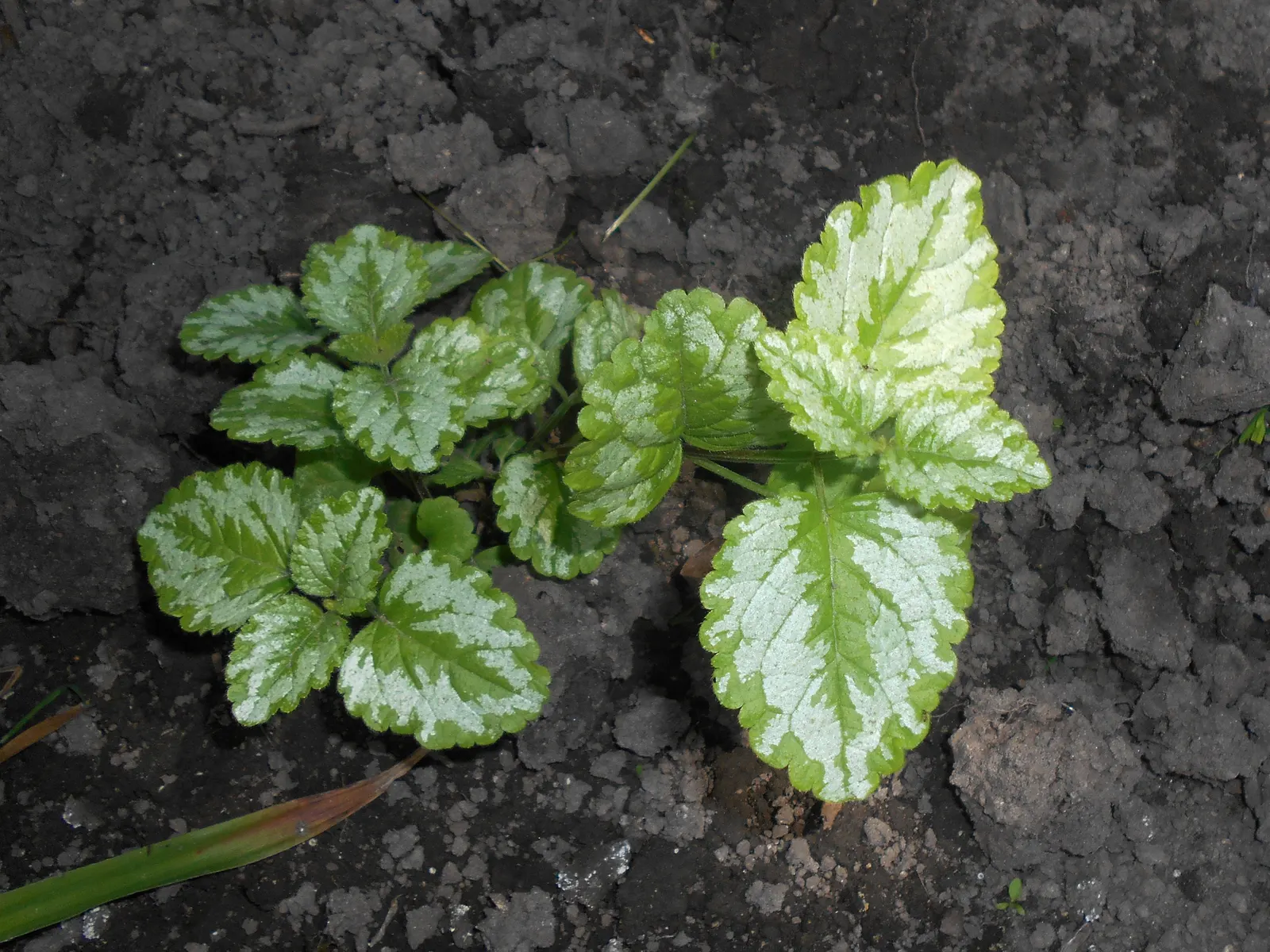 Yellow Archangel (Lamium Galeobdolon) — as it can become invasive in certain conditions; yellow blossoms atop its square stems, image 61