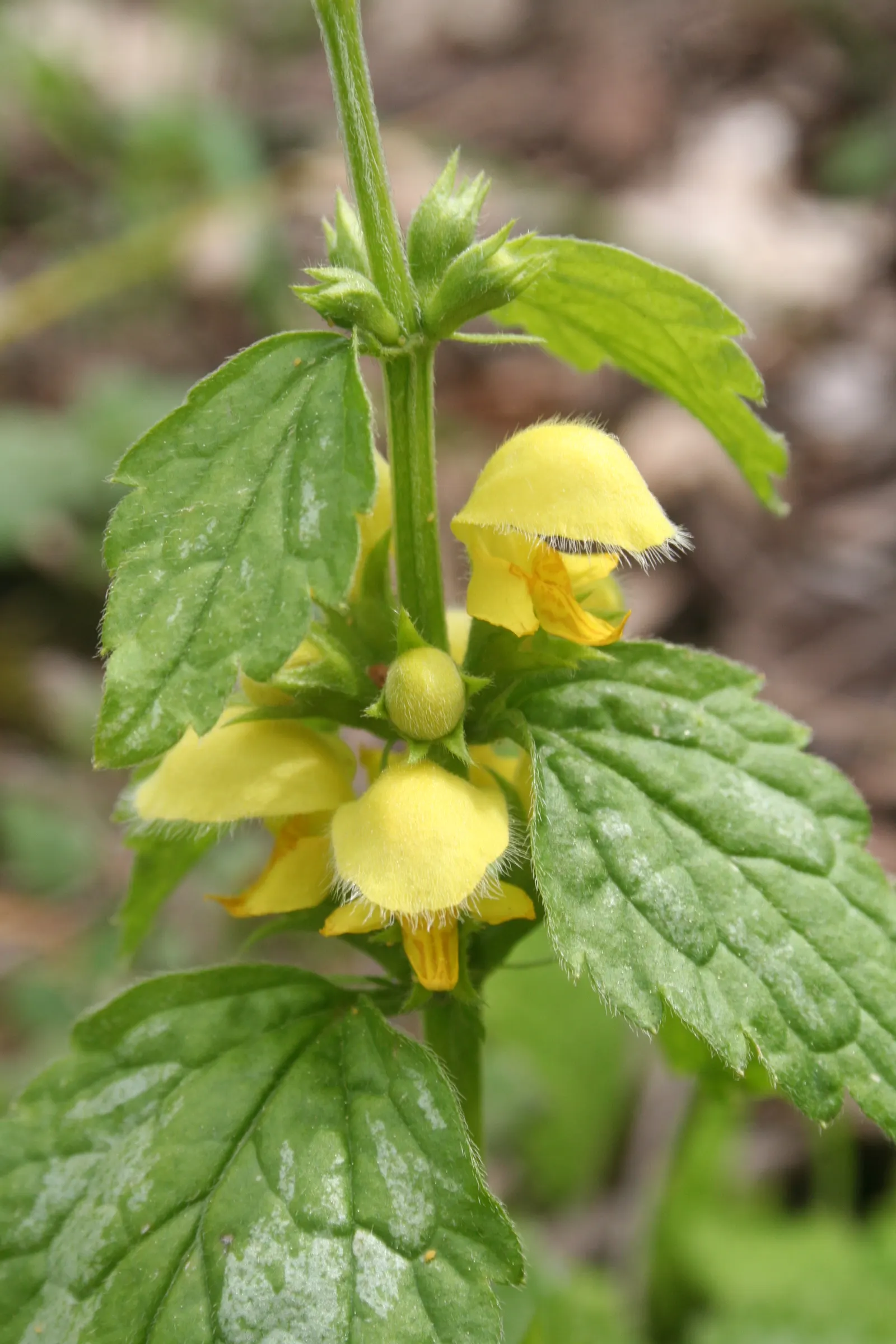 Yellow Archangel (Lamium Galeobdolon) — due caution should be taken